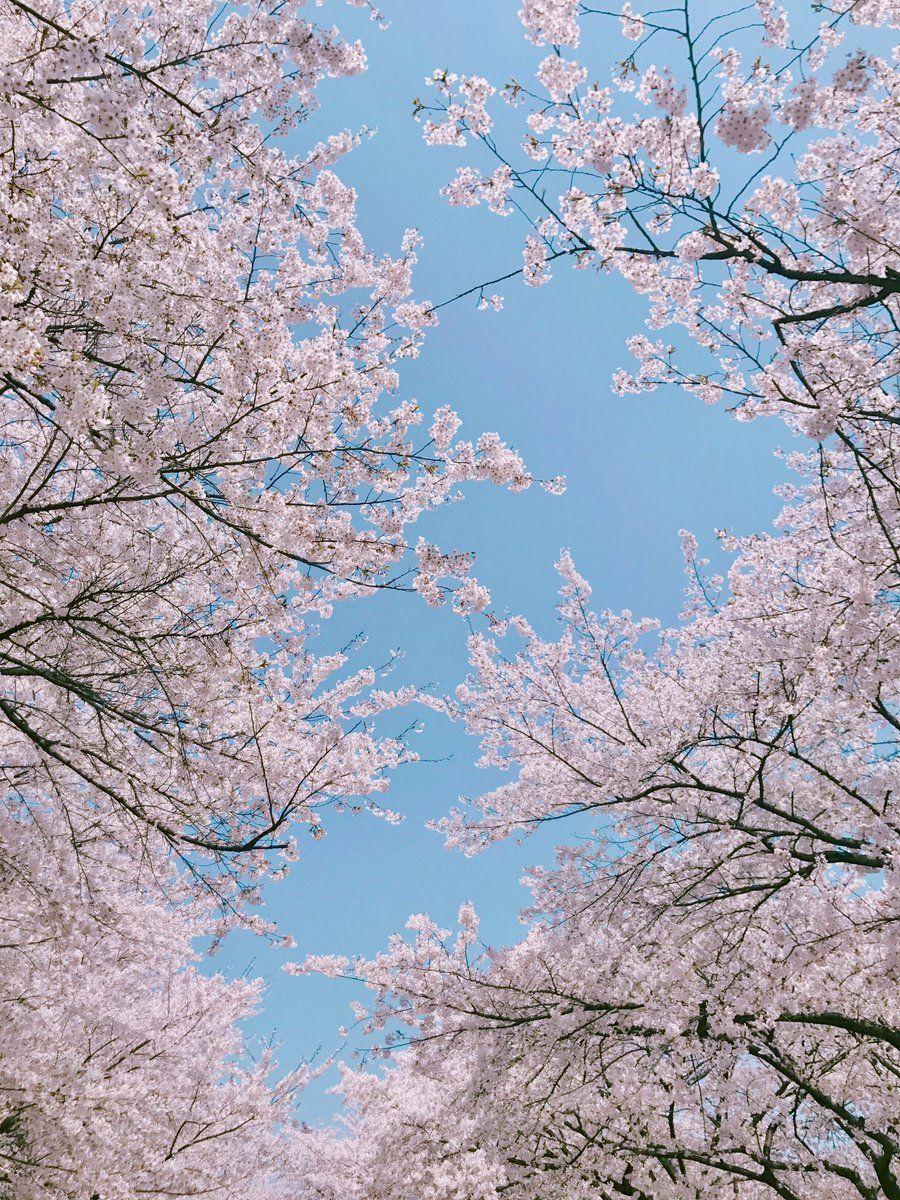 Sakura Aesthetic Wallpapers - Top Free Sakura Aesthetic Backgrounds