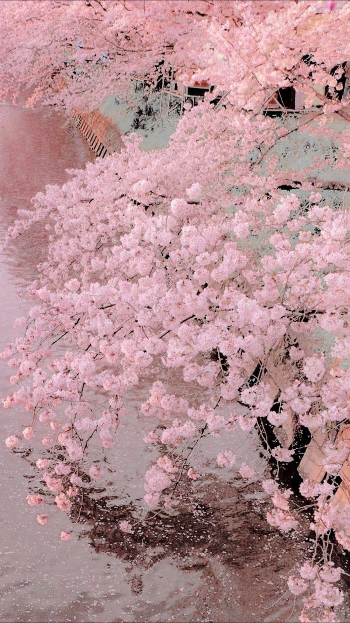 Aesthetic Cherry Blossoms Wallpapers - Top Free Aesthetic Cherry Blossoms Backgrounds