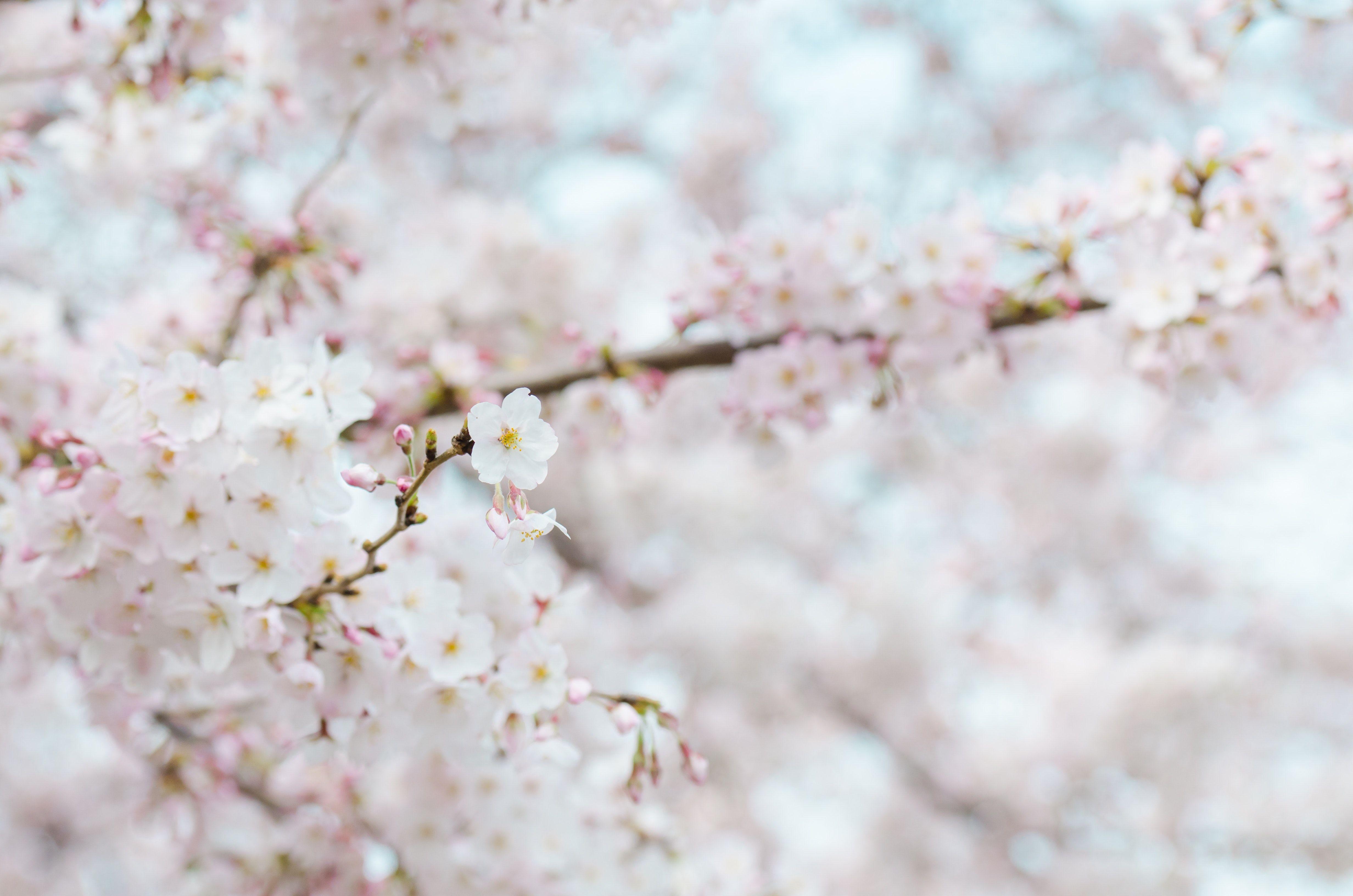 4928x3264 Nashville's Cherry Blossom Tree Controversy is Part of a
