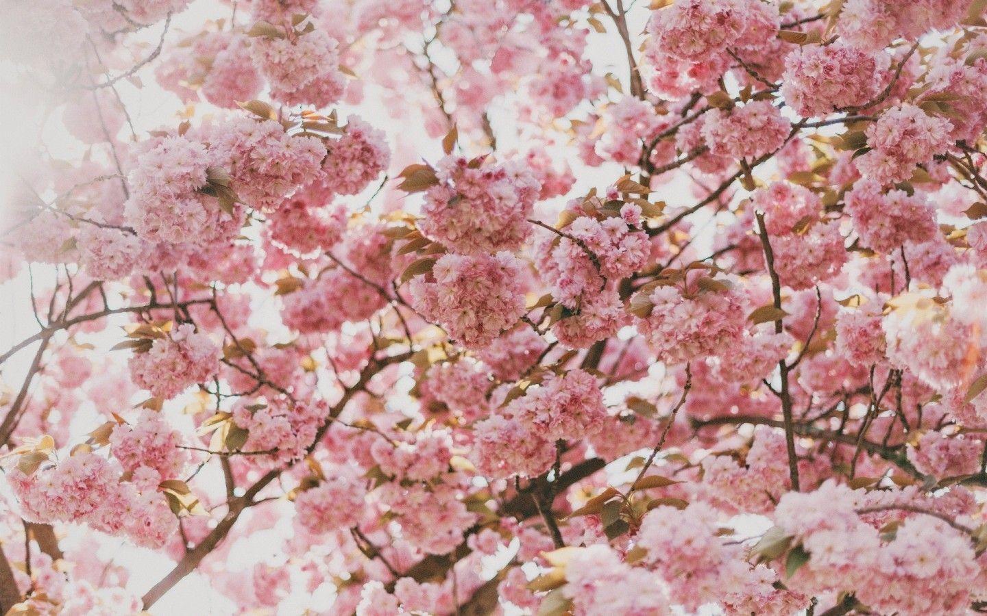 4K Pink Aesthetic Wallpaper Macbook Air Download