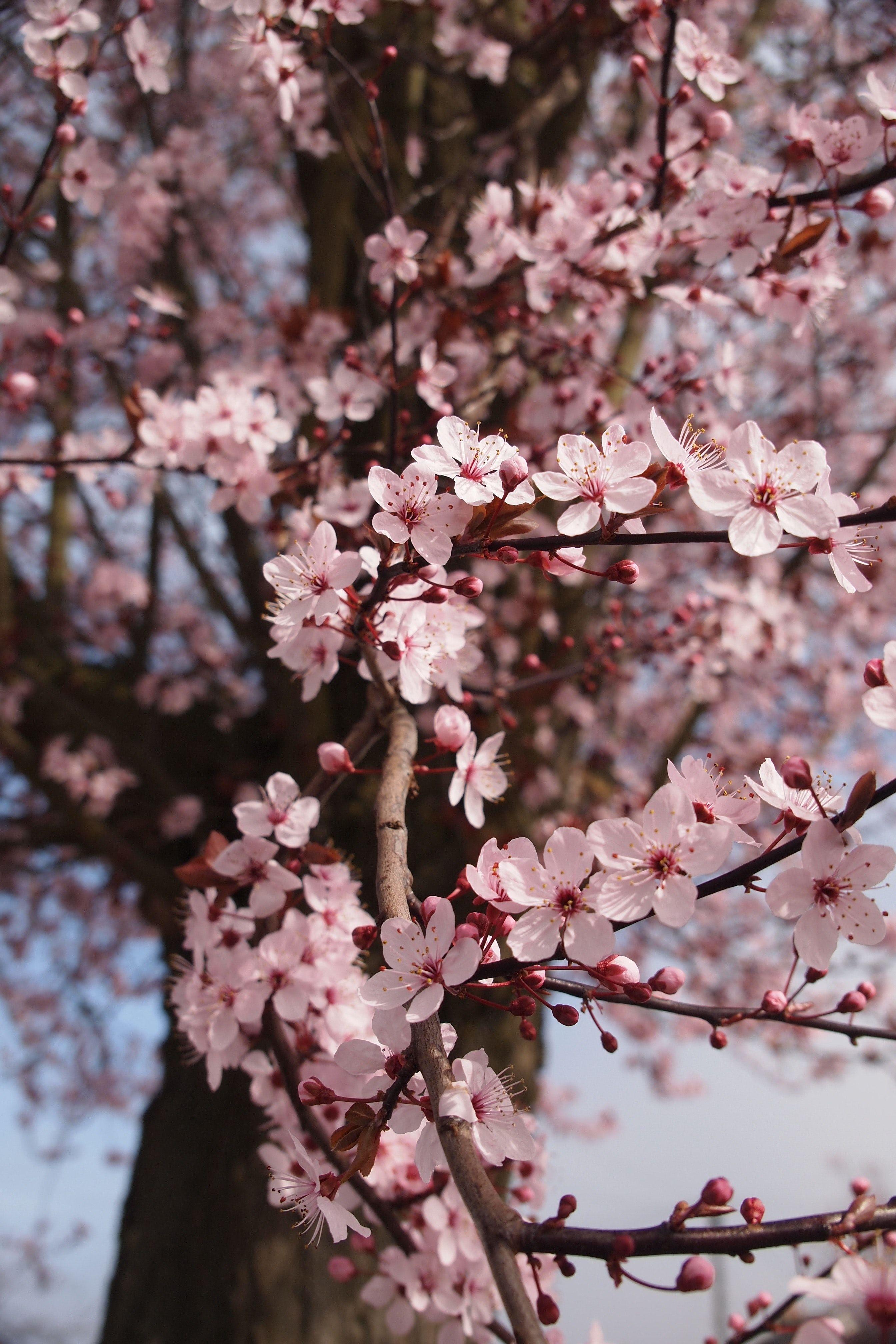 Aesthetic Cherry Blossoms Wallpapers Top Free Aesthetic Cherry