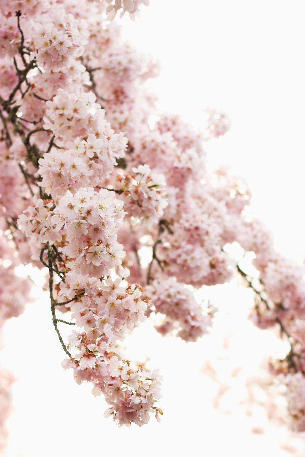 Aesthetic Cherry Blossoms Wallpapers Top Free Aesthetic