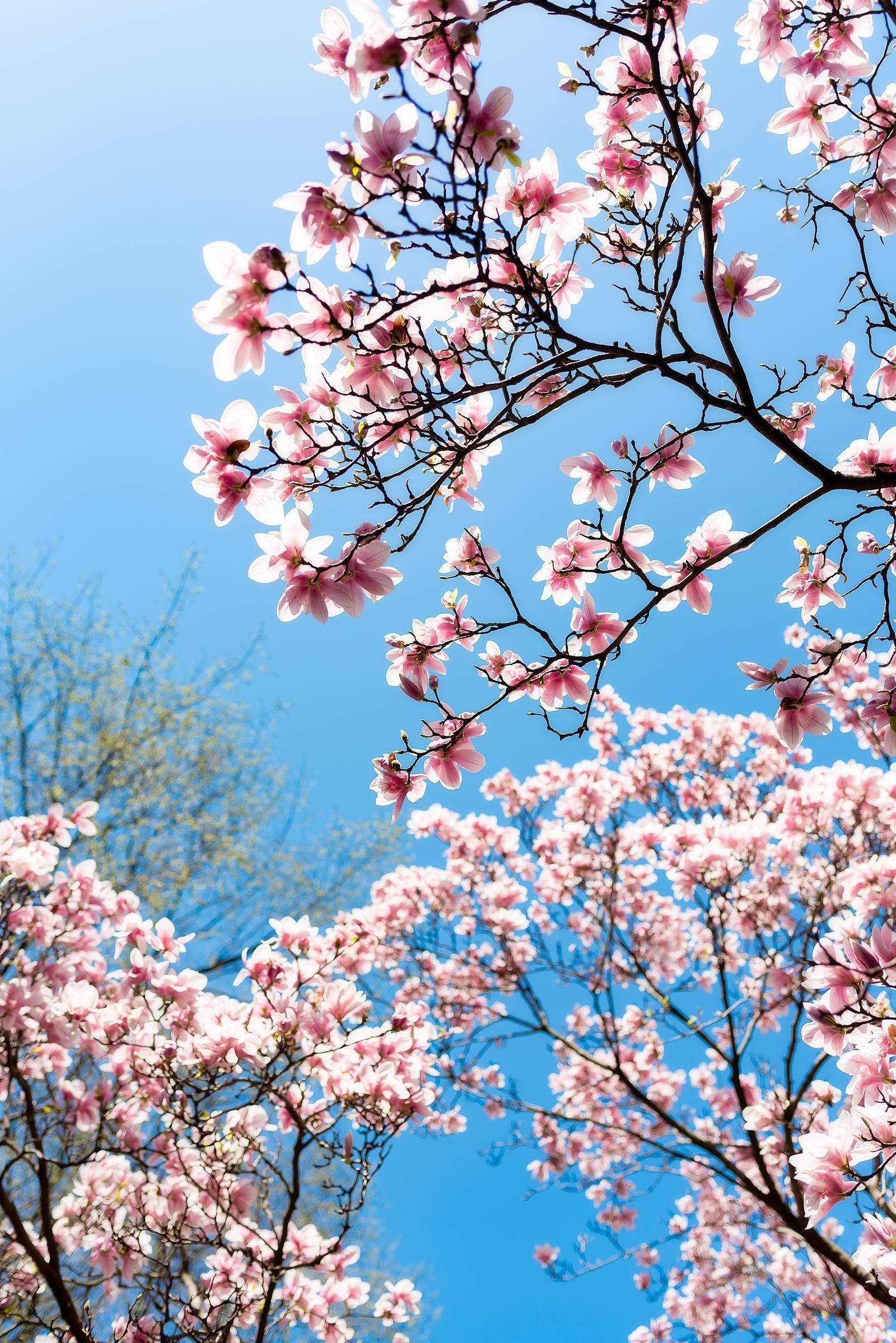 Aesthetic Cherry Blossoms Wallpapers - Top Free Aesthetic Cherry Blossoms Backgrounds