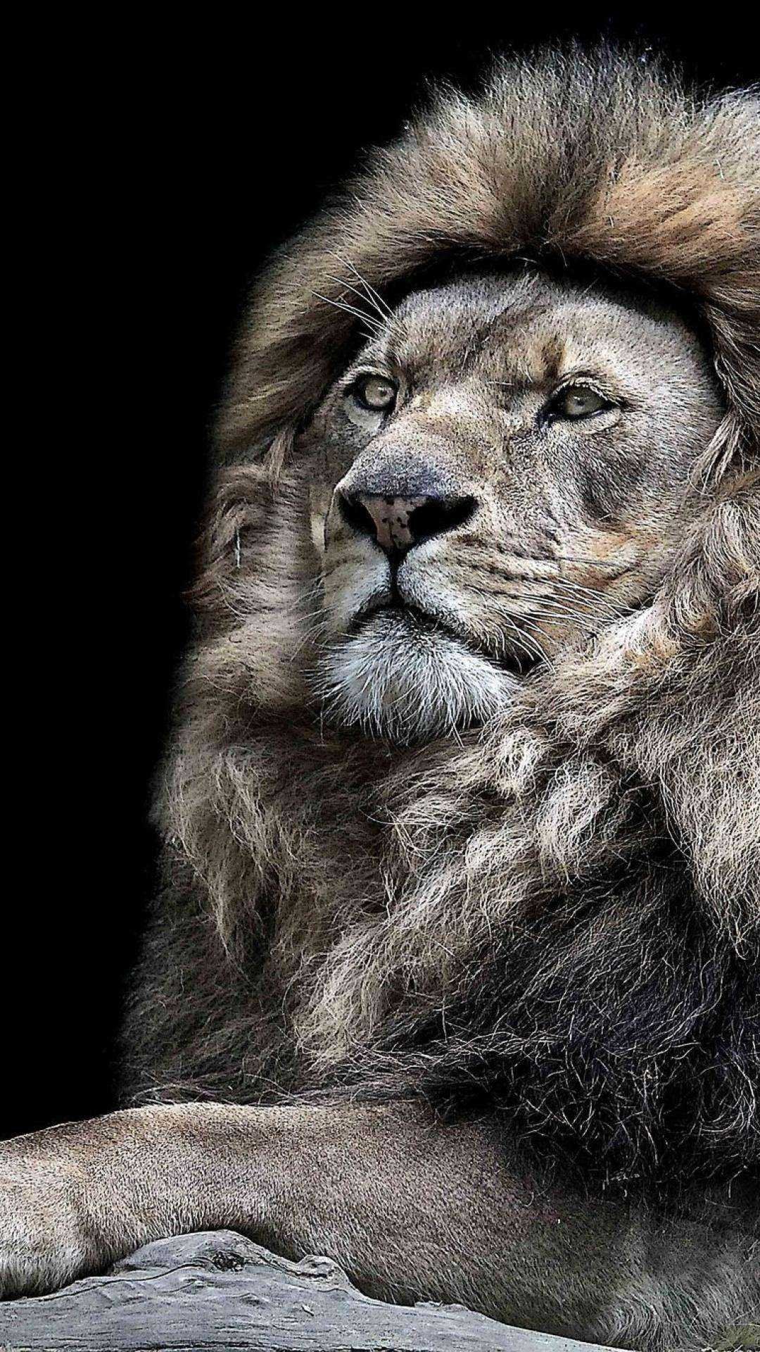 1080x1920 Asiatic Lion Wallpaper Download