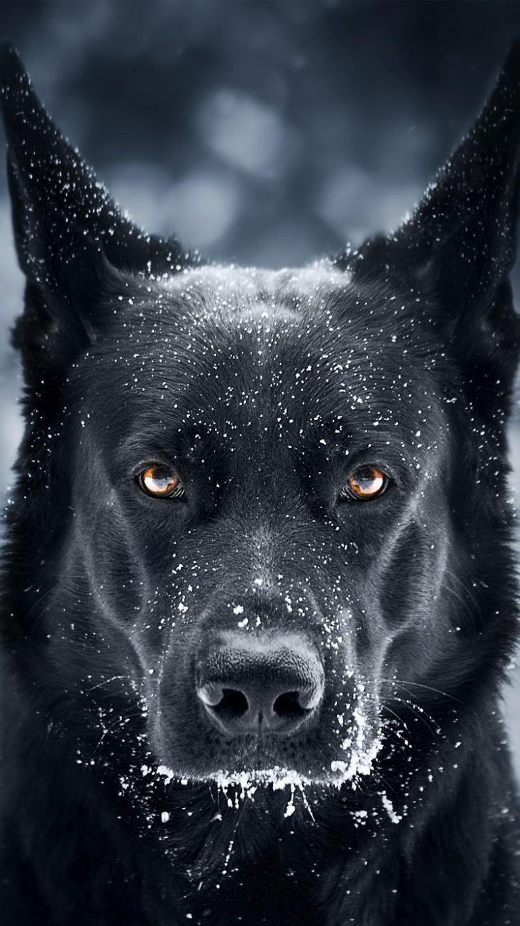 750x1334 German Shepherd Apple IPhone 6 (750x1334) Wallpaper