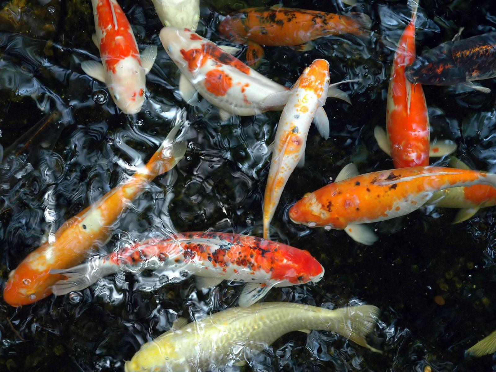 1600x1200 HD Koi Fish Wallpaper