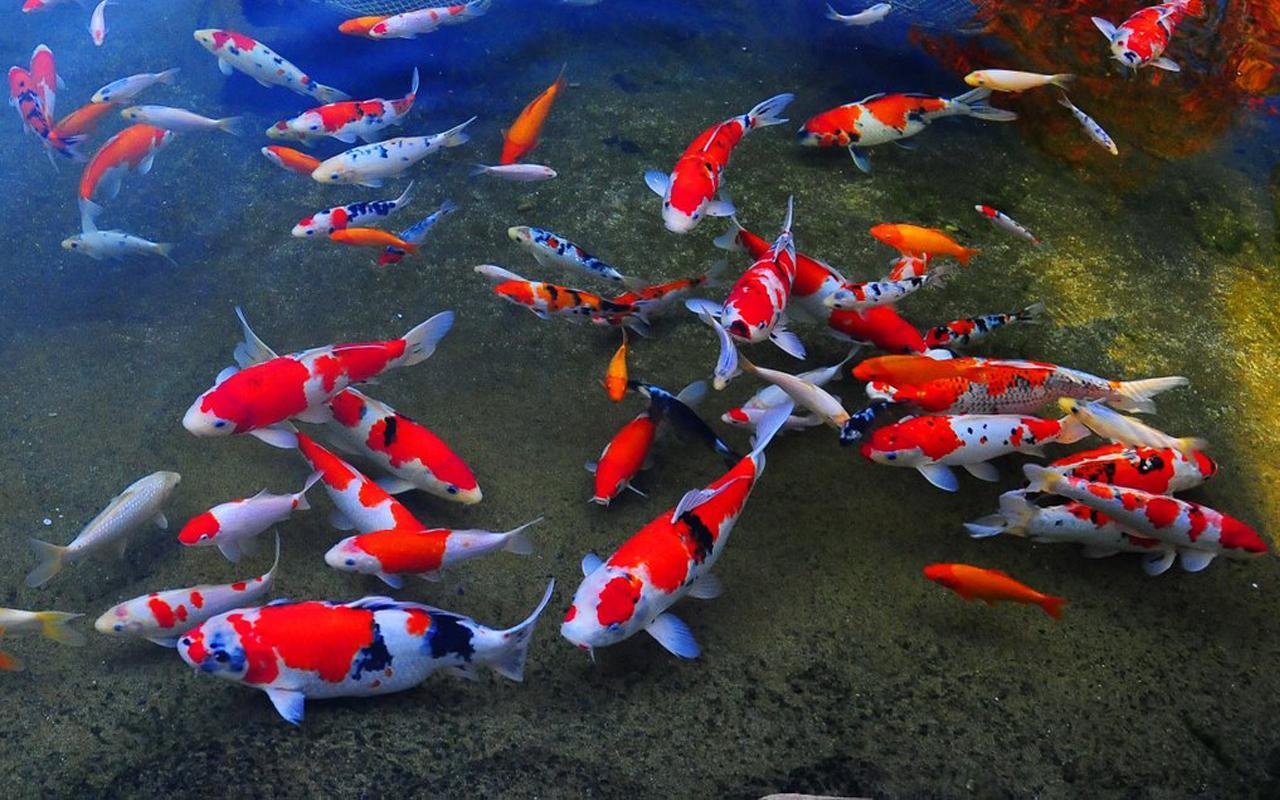 1280x800 Koi fish background Gallery