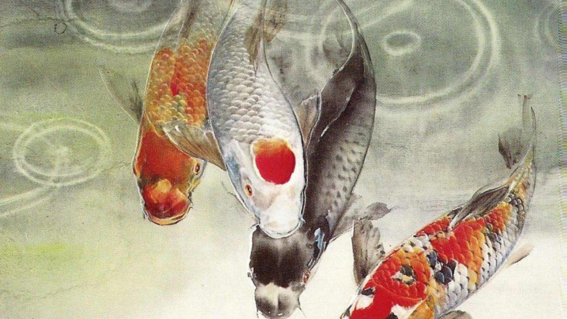 1920x1080 1920x1080 koi wallpaper for computer. koi. Tokkoro