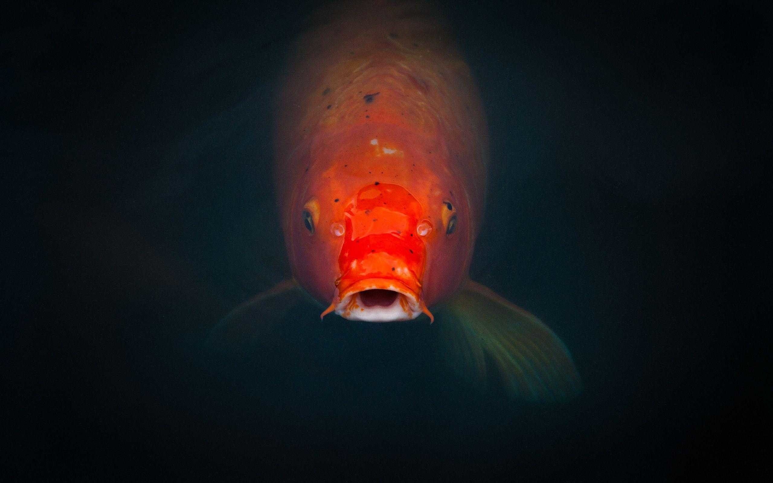 2560x1600 Koi Fish Wallpaper background picture