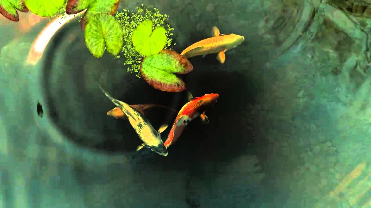 1280x720 Koi Fish Live Wallpaper Fish Wallpaper