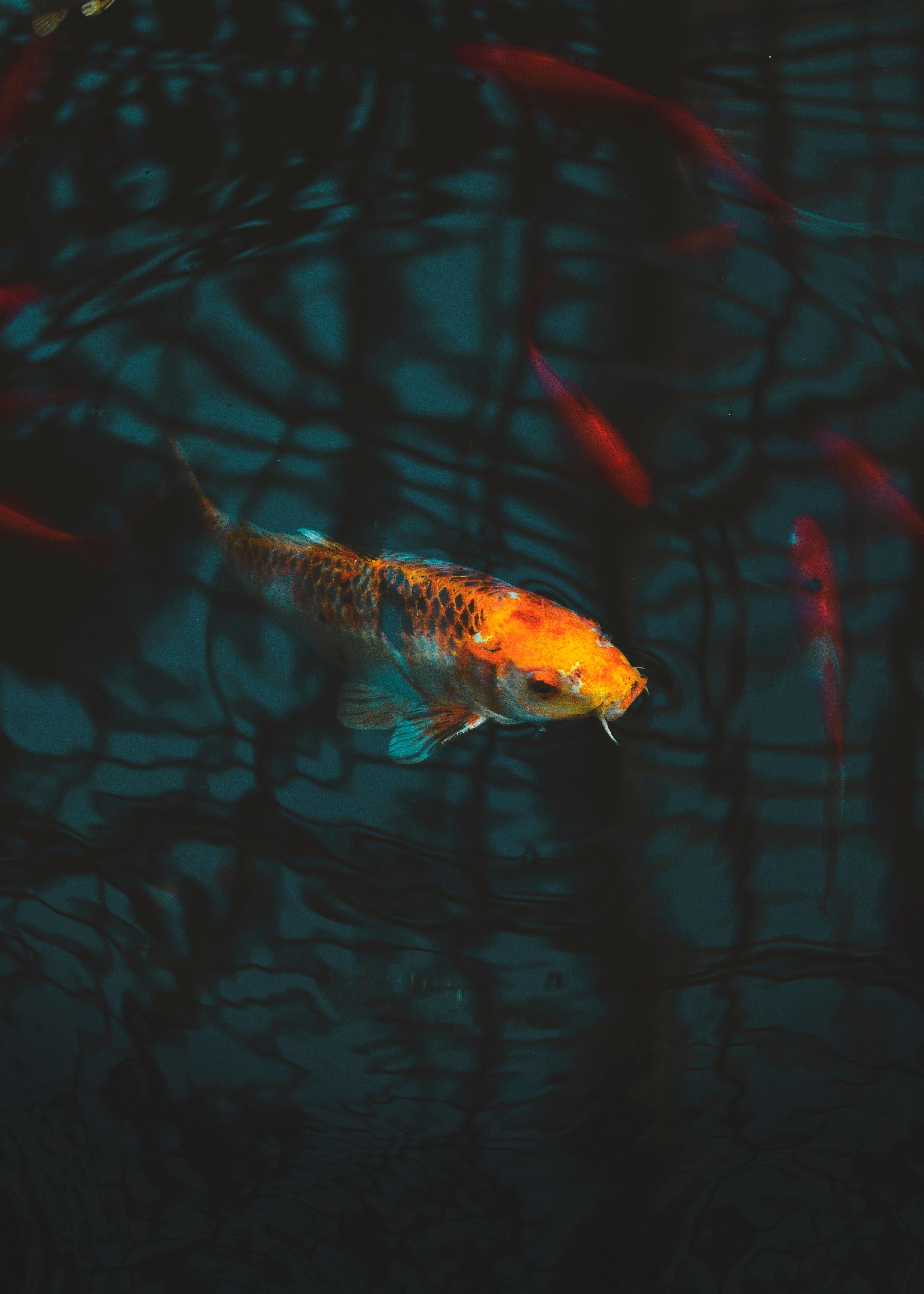 4000x5600 Close Up Of Koi Fish · Free