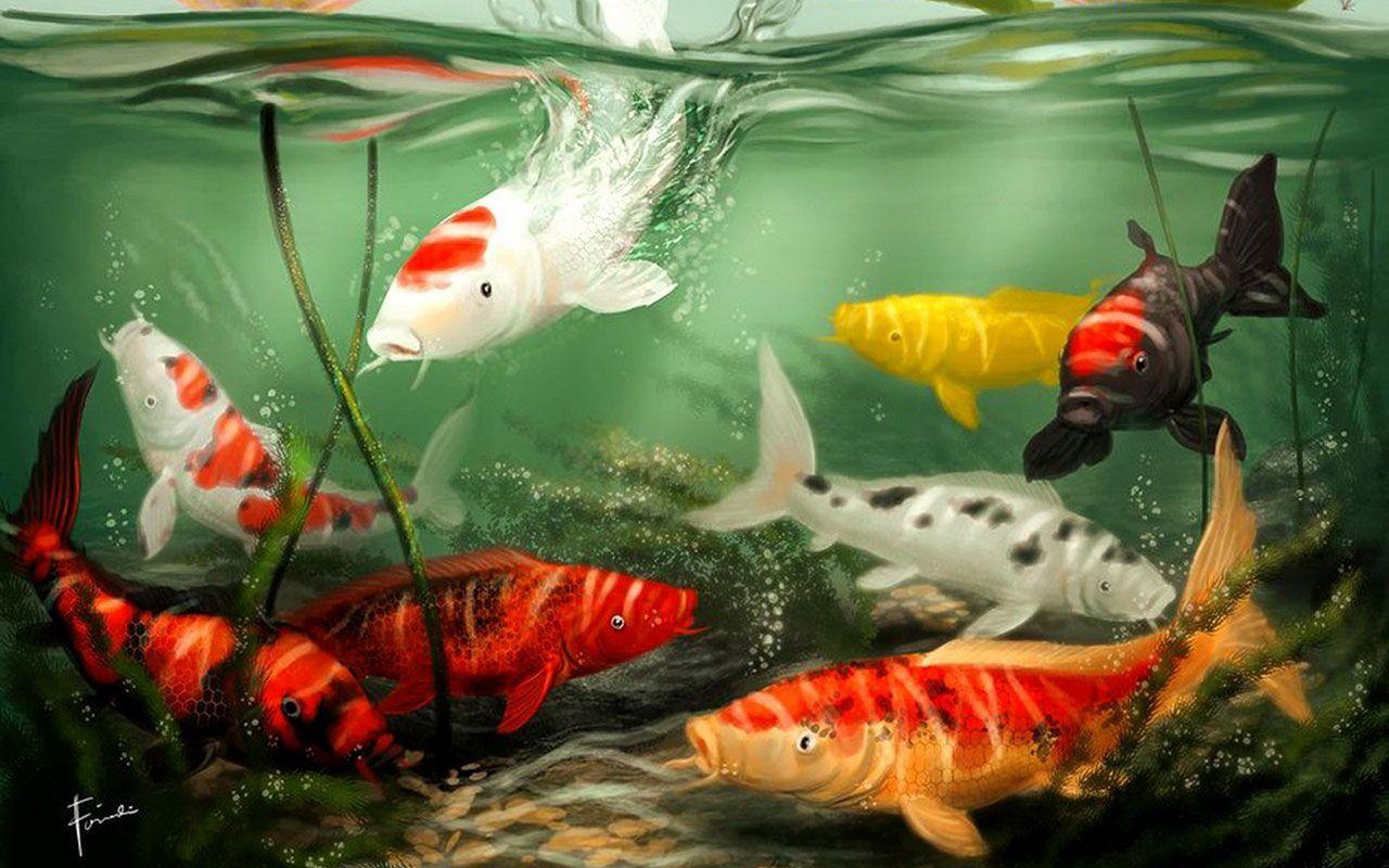 1280x800 Wall.Cookdiary.net of Koi Wallpaper HD for Android