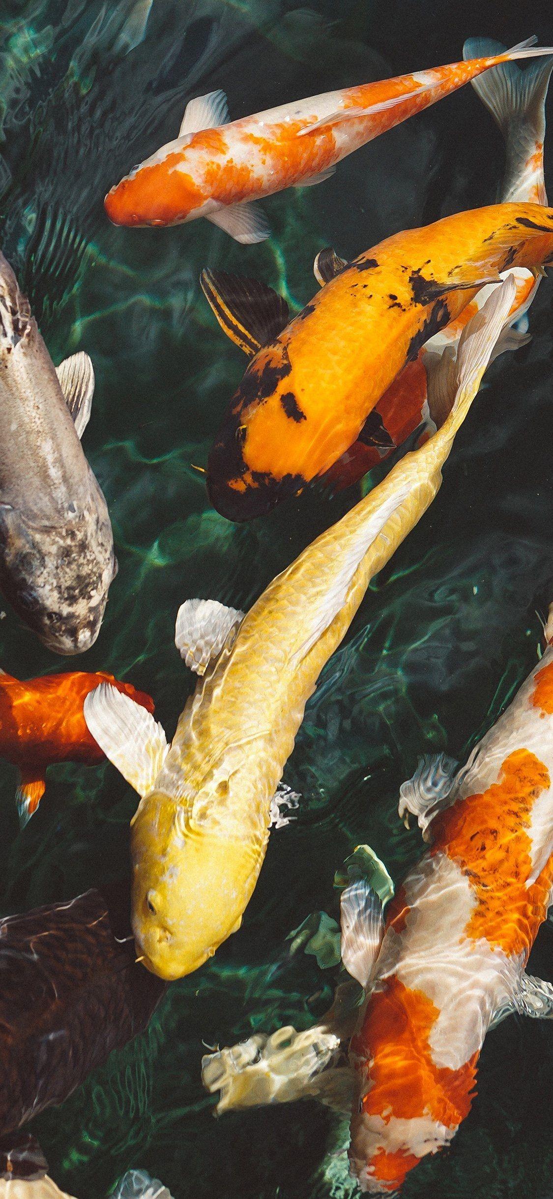 1125x2436 iPhone x wallpaper koi fish. Download free HD image