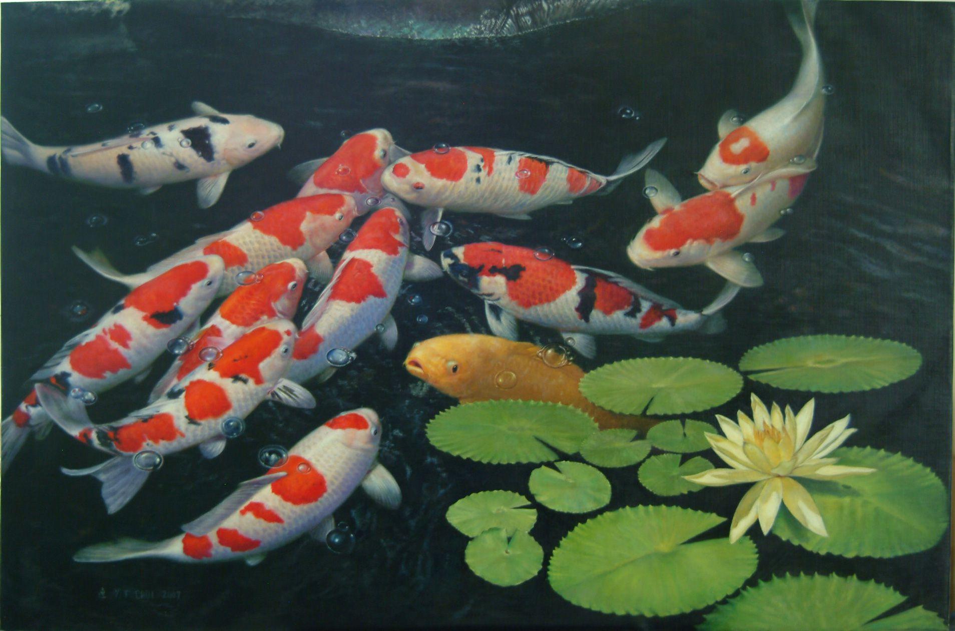 1908x1260 Koi Fish Wallpaper