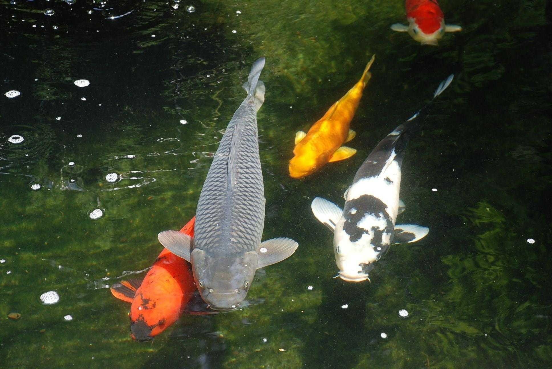 1936x1296 Koi Fish Wallpaper HD