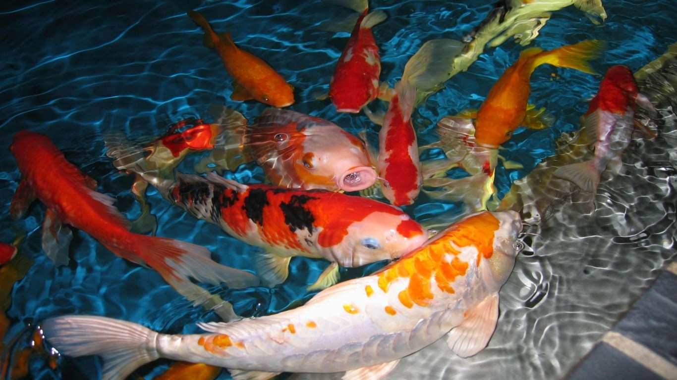 1366x768 Koi Pond Live Wallpaper Fish Wallpaper Hd, Download