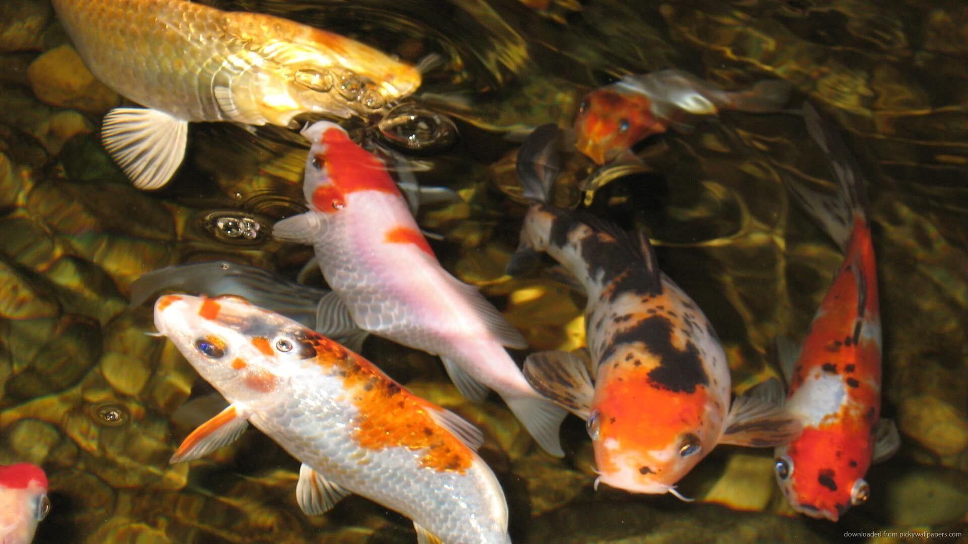 1920x1080 Koi Wallpaper