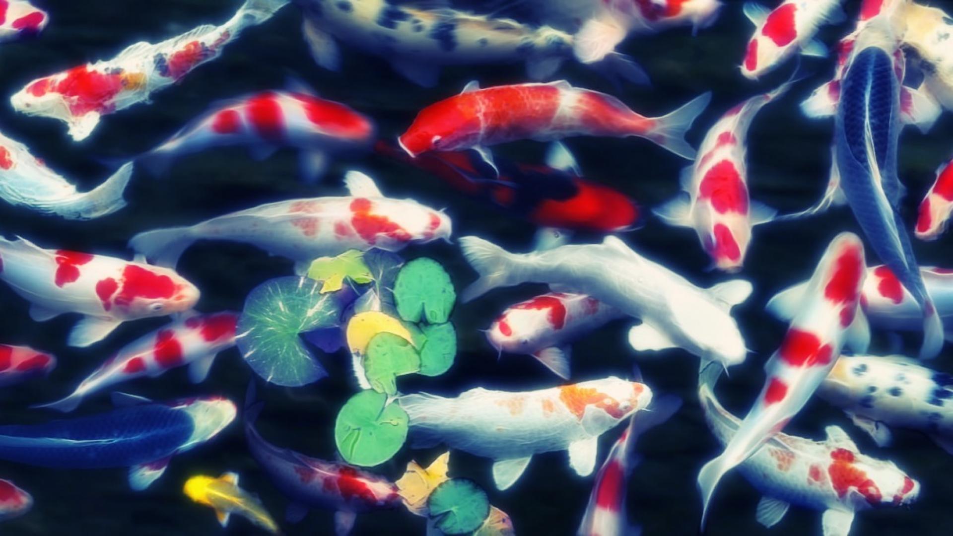 1920x1080 Koi fish wallpaper Gallery