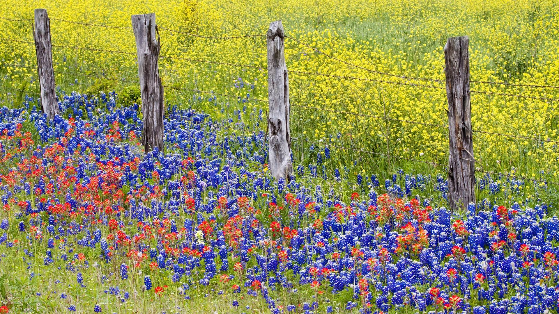 1920x1080 Bluebonnet Wallpaper