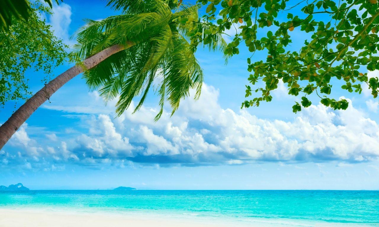 Hd Tropical Wallpapers Top Free Hd Tropical Backgrounds Wallpaperaccess