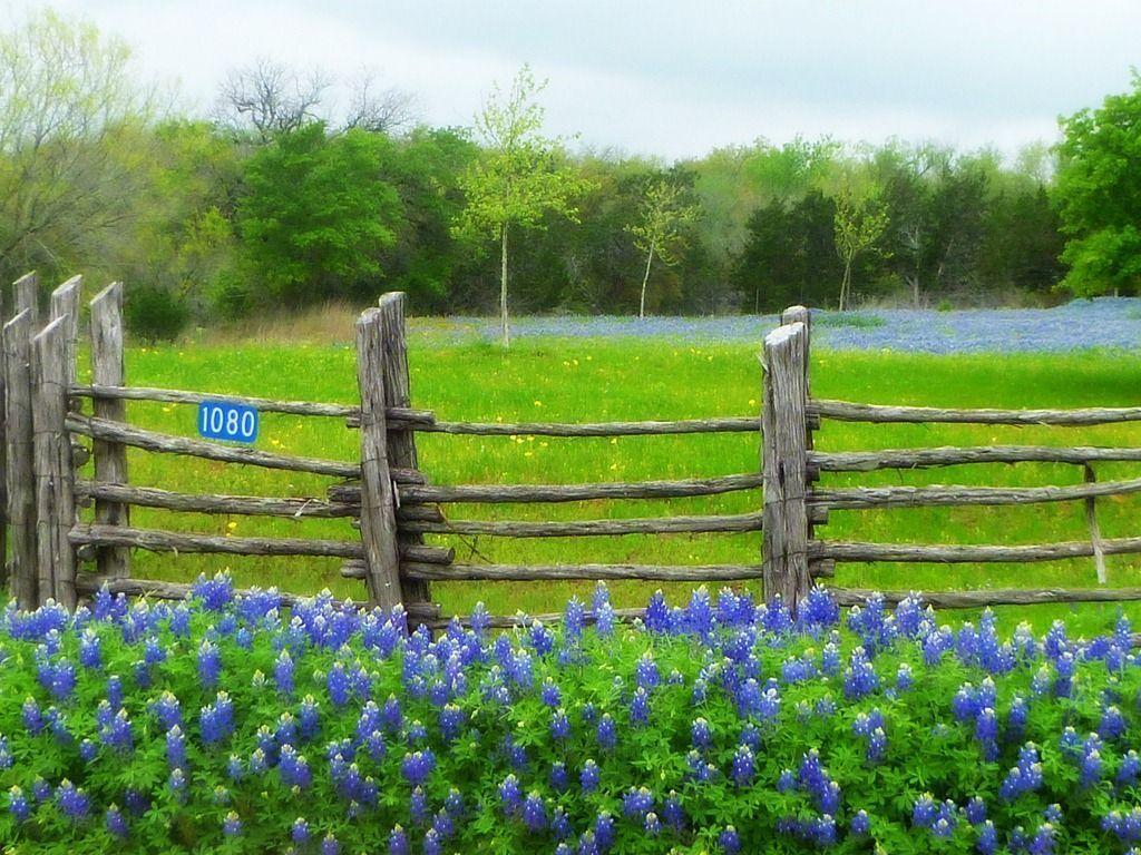1024x768 Bluebonnet Wallpaper