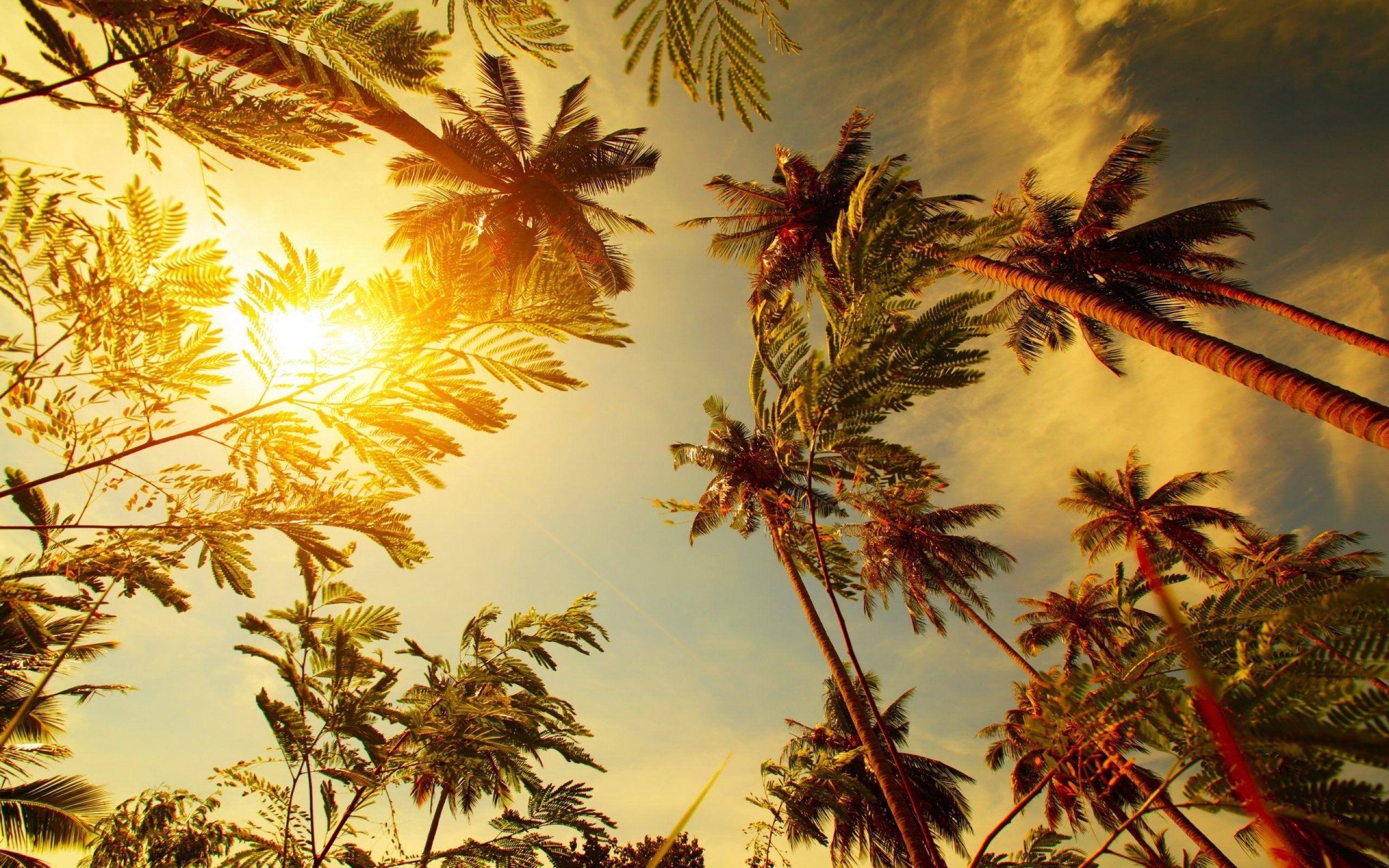 2560x1600 Tropical Picture Wallpaper