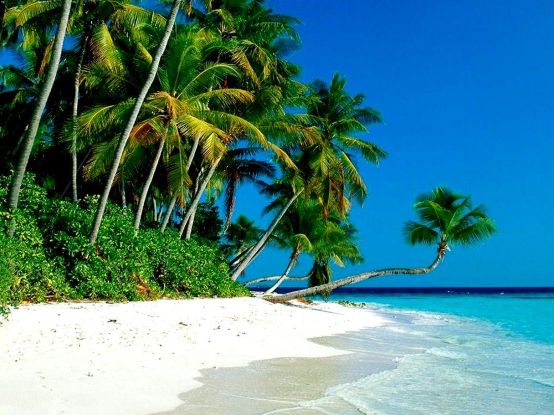 1092x819 Tropical Beach Under Palms Wallpaper HD Desktop