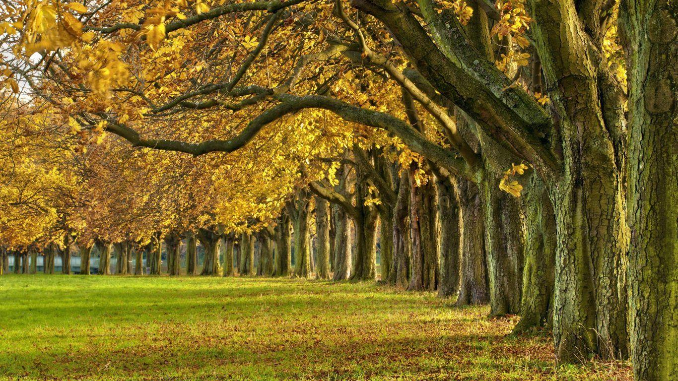 1366x768 Forest Hill Ogawa Texas Usa Creek Country Wallpaper Desktop