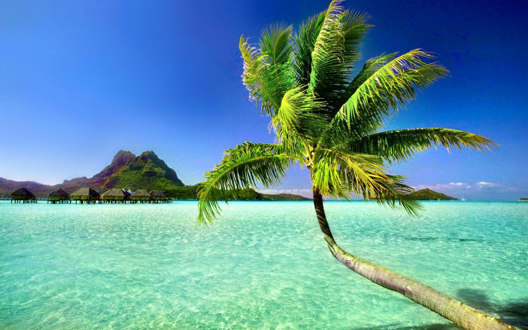 1800x1125 Tropical HD Wallpaper and Background Image