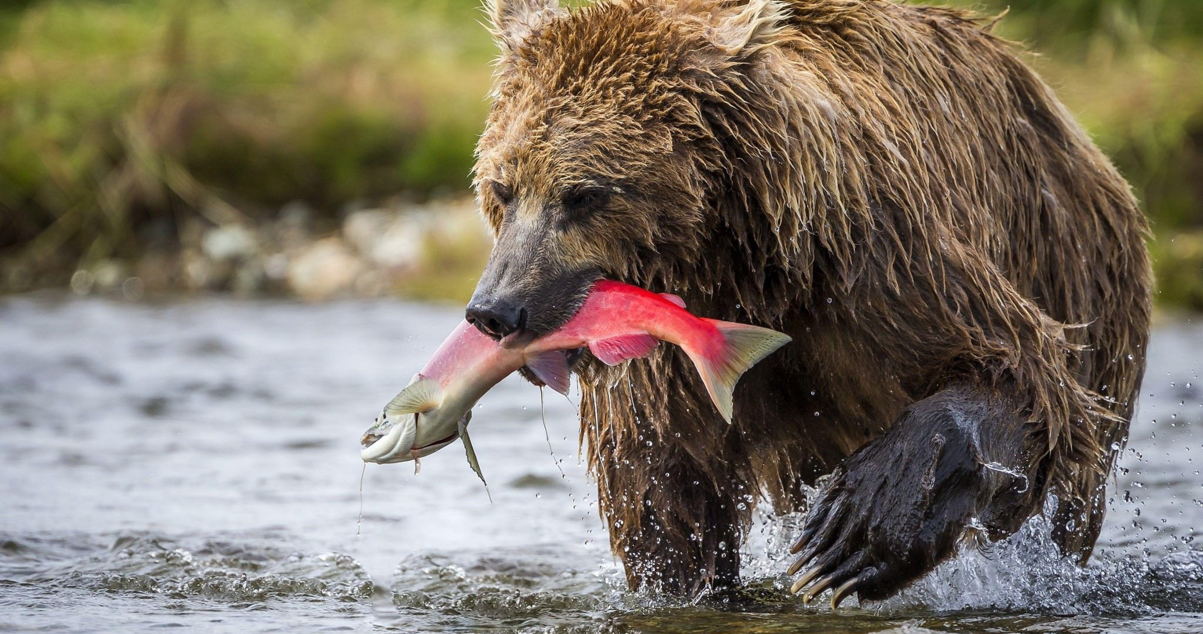 4096x2160 brown bear in alaska 4k ultra HD .com