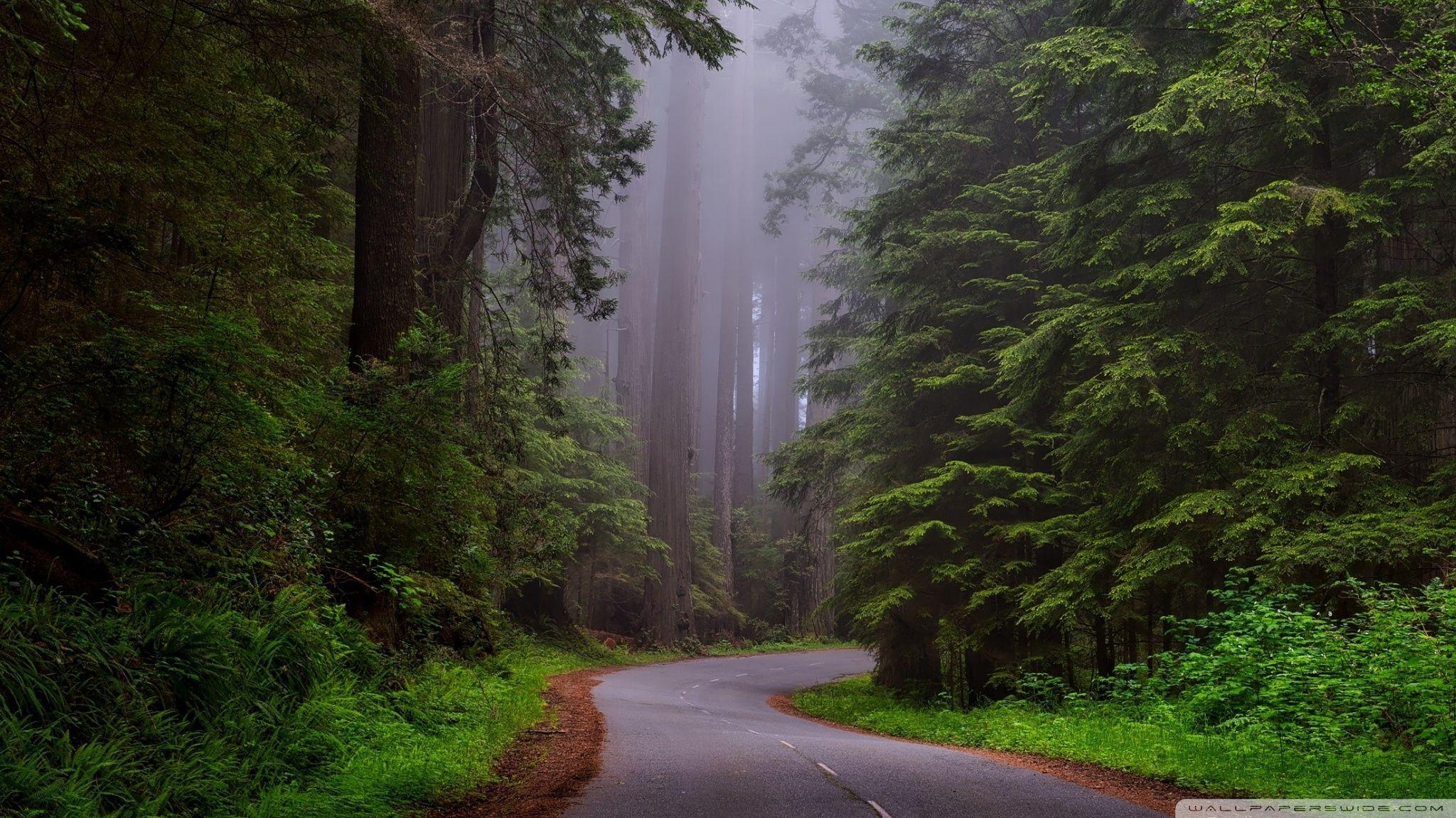 2048x1152 Redwood National Park, California Ultra HD Desktop Background Wallpaper for 4K UHD TV : Widescreen & UltraWide Desktop & Laptop : Tablet