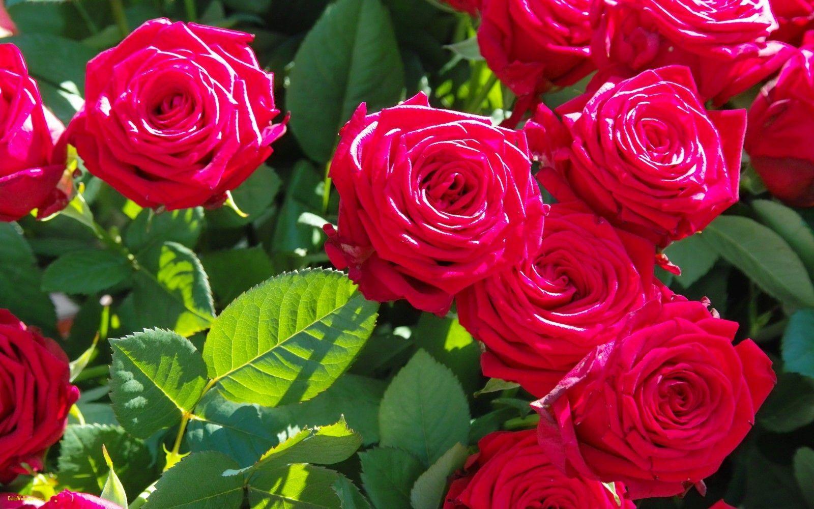 1600x1000 Flowers Wallpaper Free Flowers Photo Download