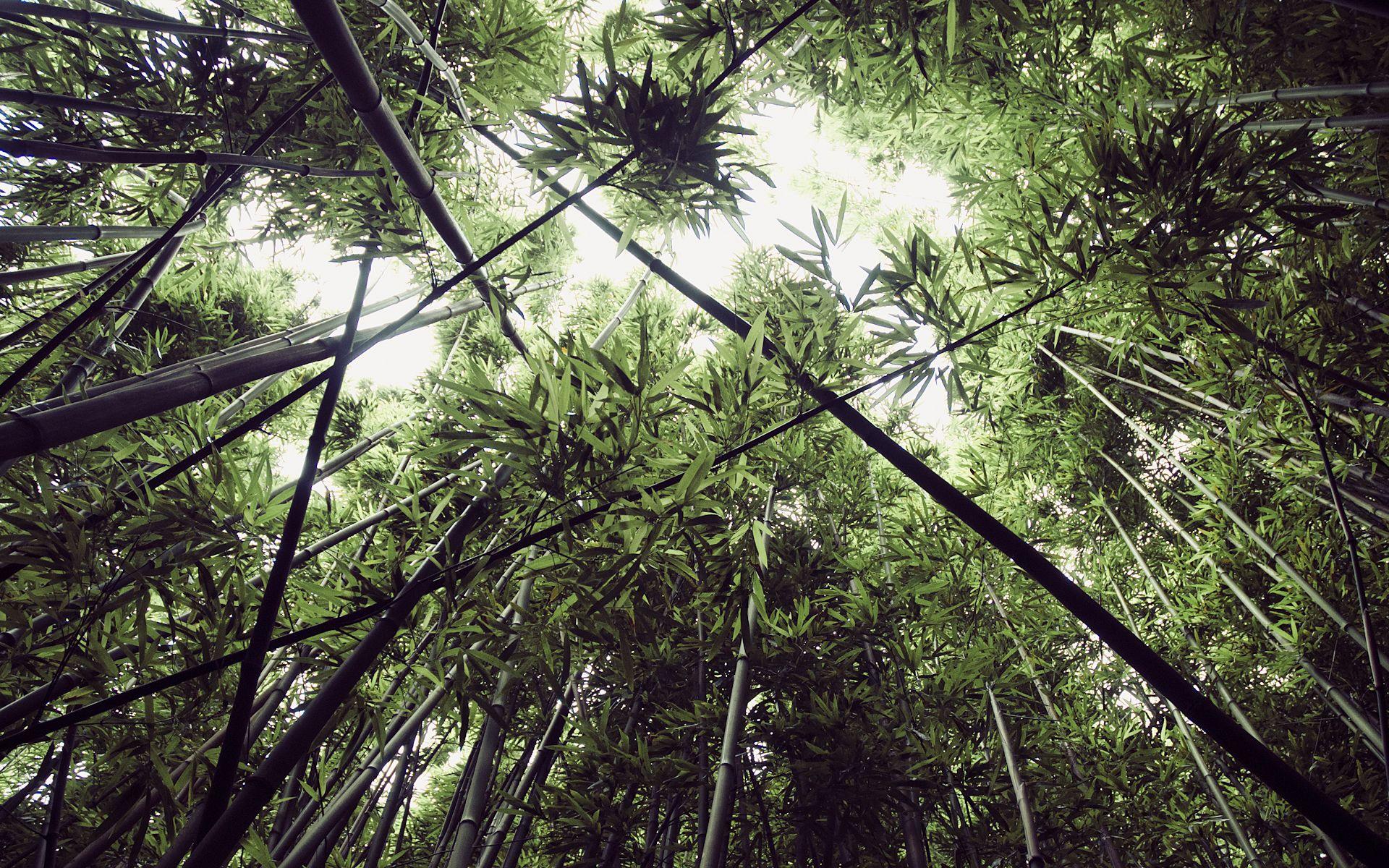 1920x1200 Daily Wallpaper: Bamboo Forest in Oahu, Hawaii Exclusive