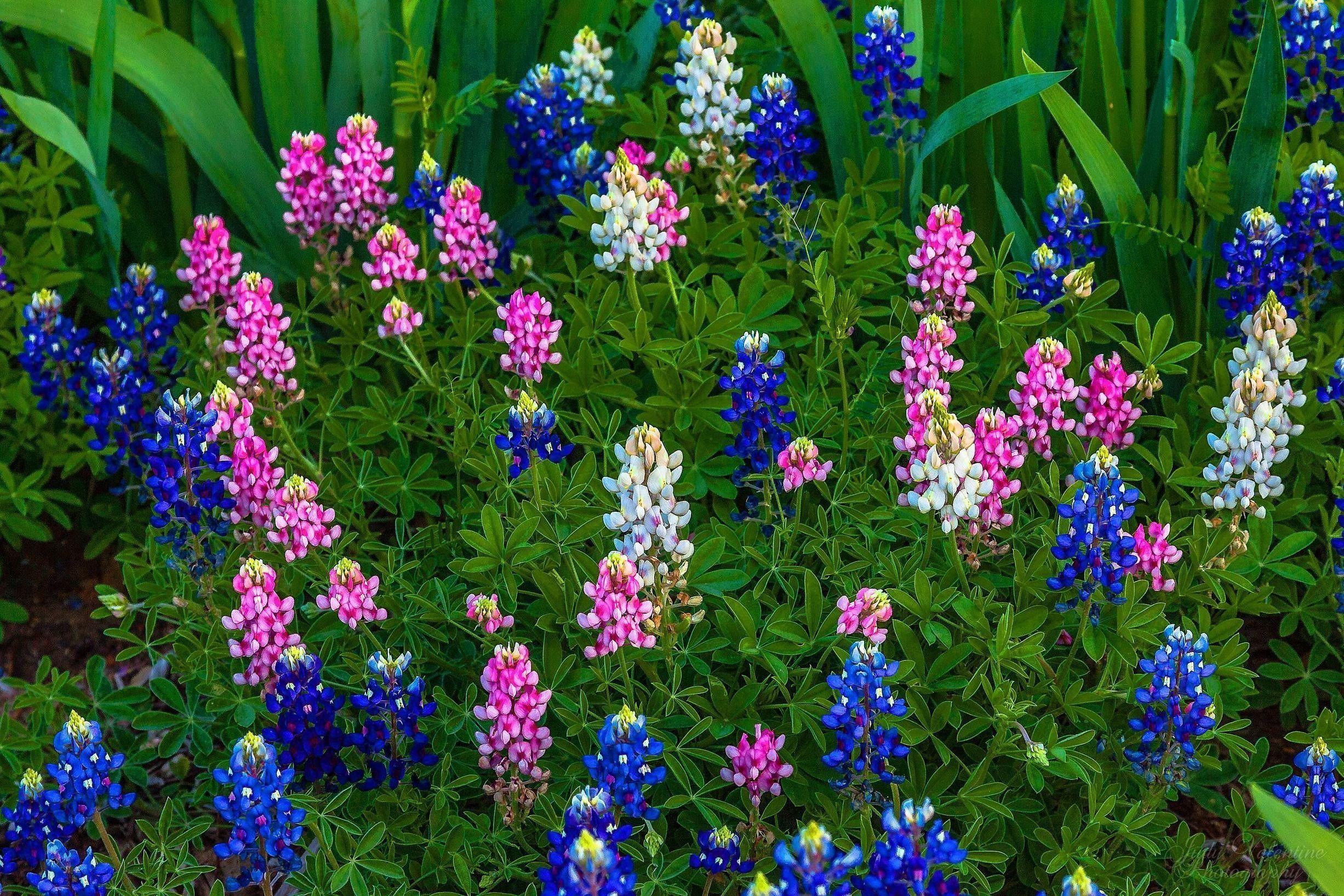 2453x1635 Texas Hill Country Wallpaper