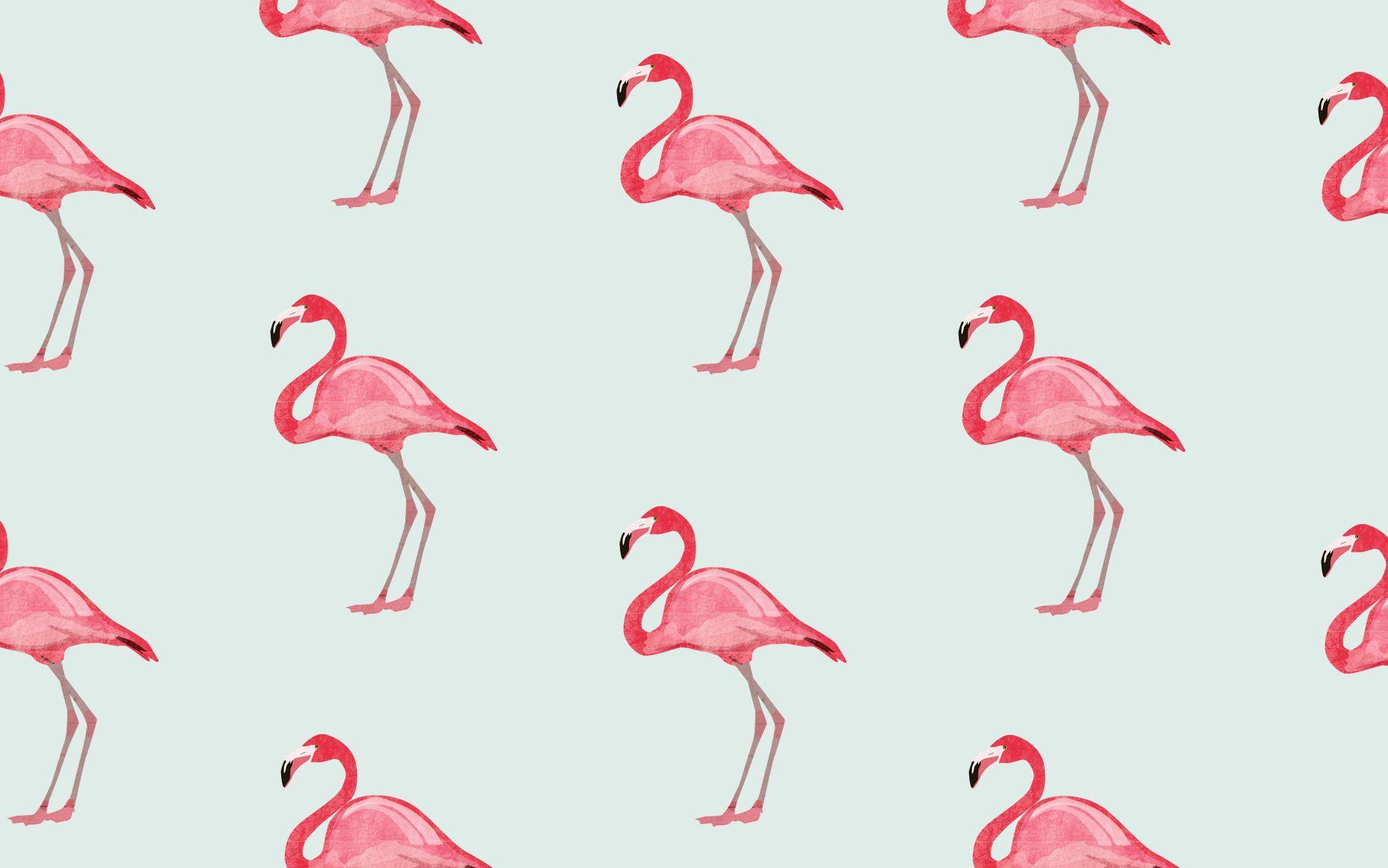 1856x1161 Flamingo Desktop Wallpaper Picture to Pin