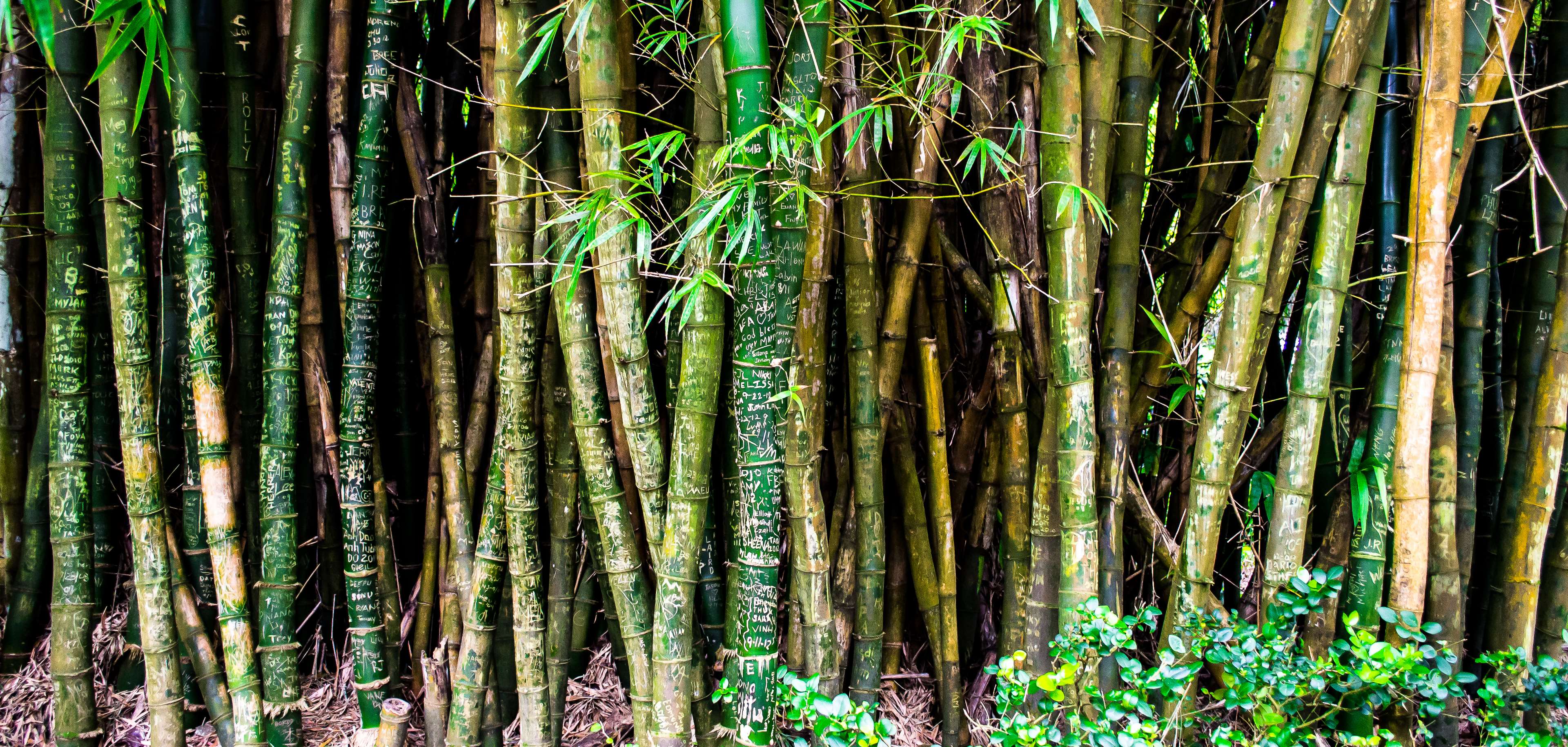 3840x1830 bamboo, forest, hawaii, nature, plants 4k wallpaper