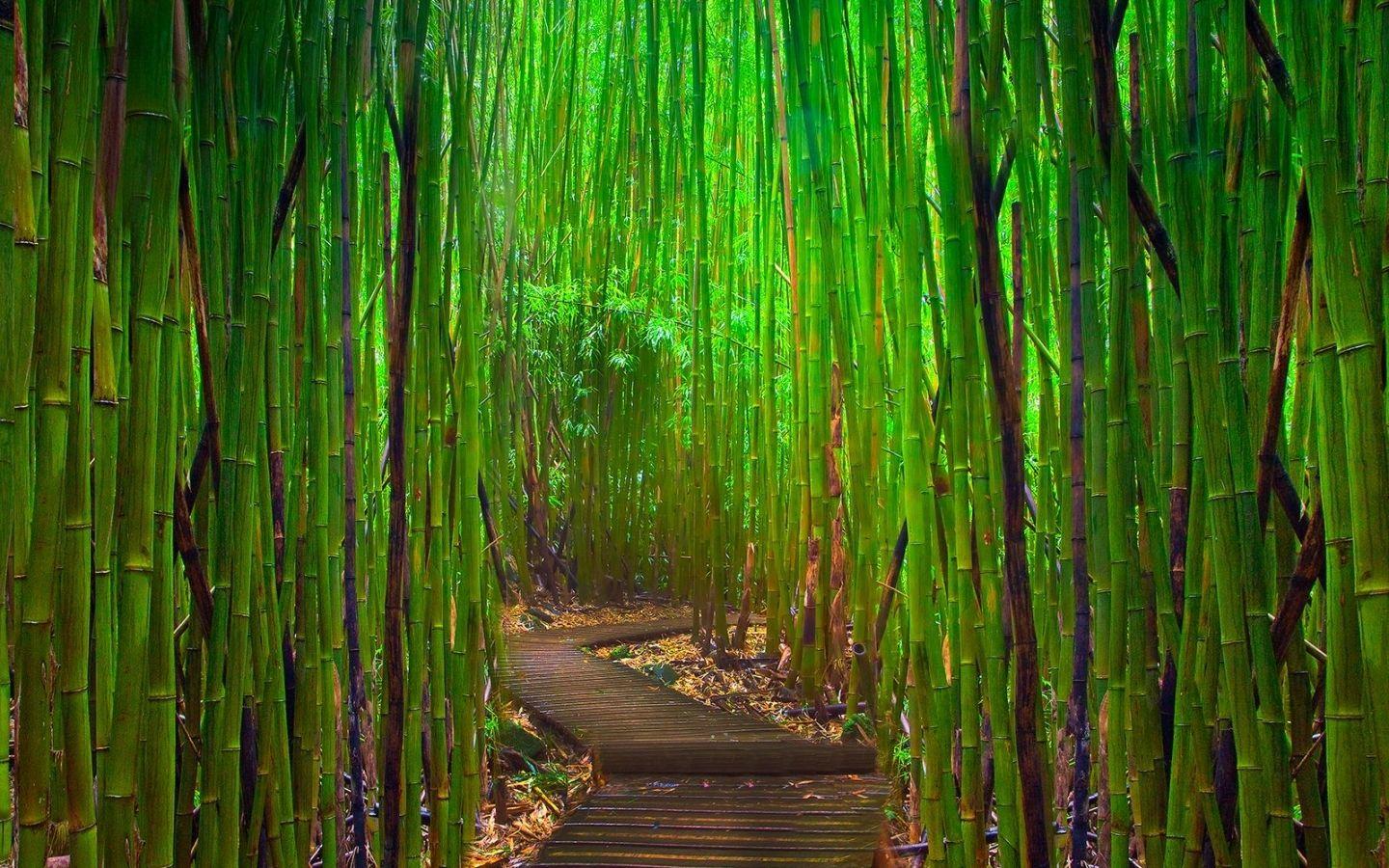 1440x900 Bamboo forest Mac Wallpaper Download