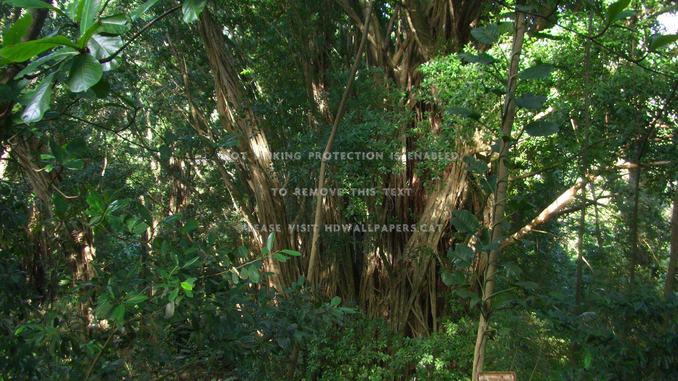 2592x1456 banyan tree hawaii forest oahu nature