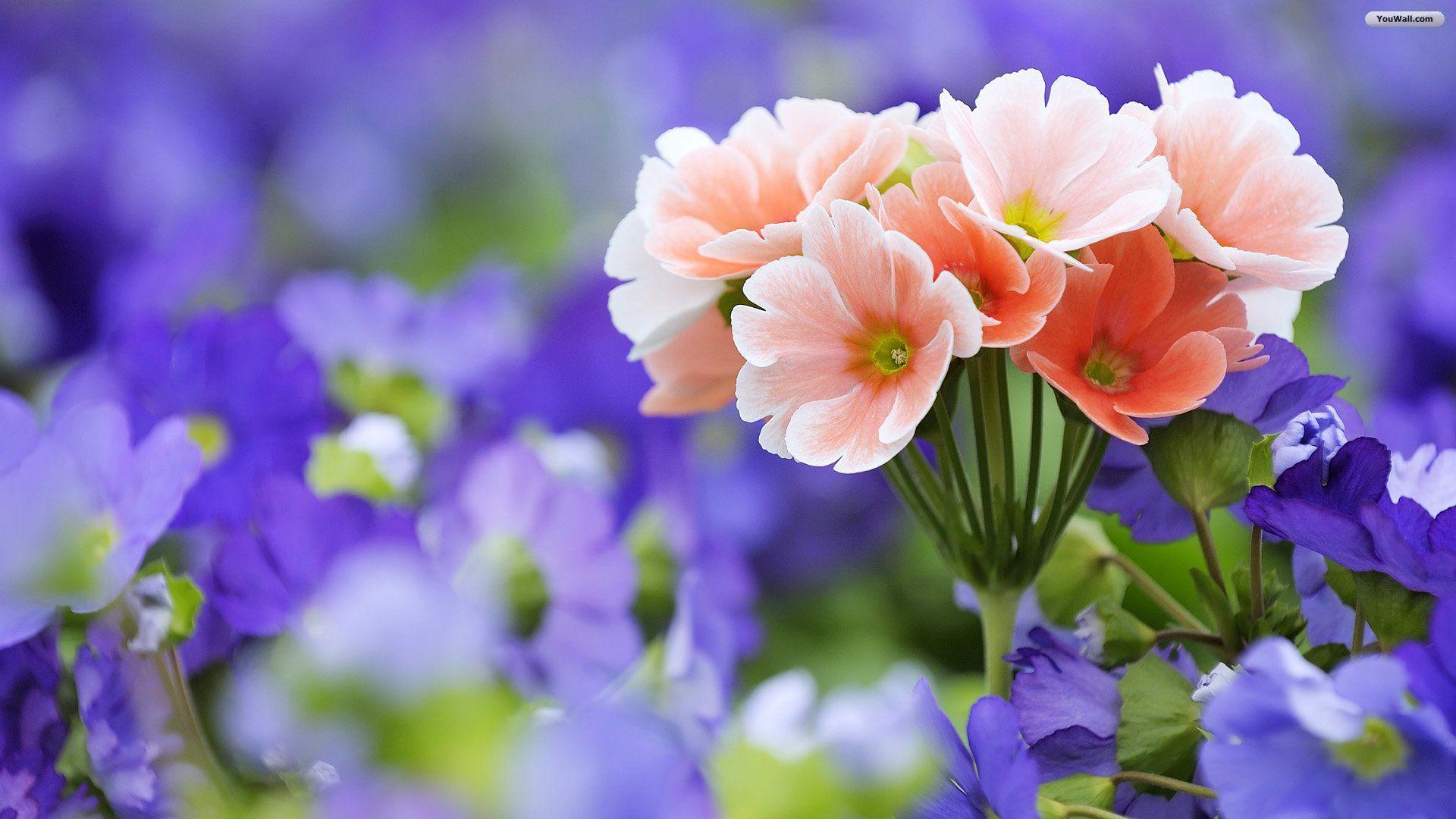 1920x1080 Beautiful Flower wallpaperx1080