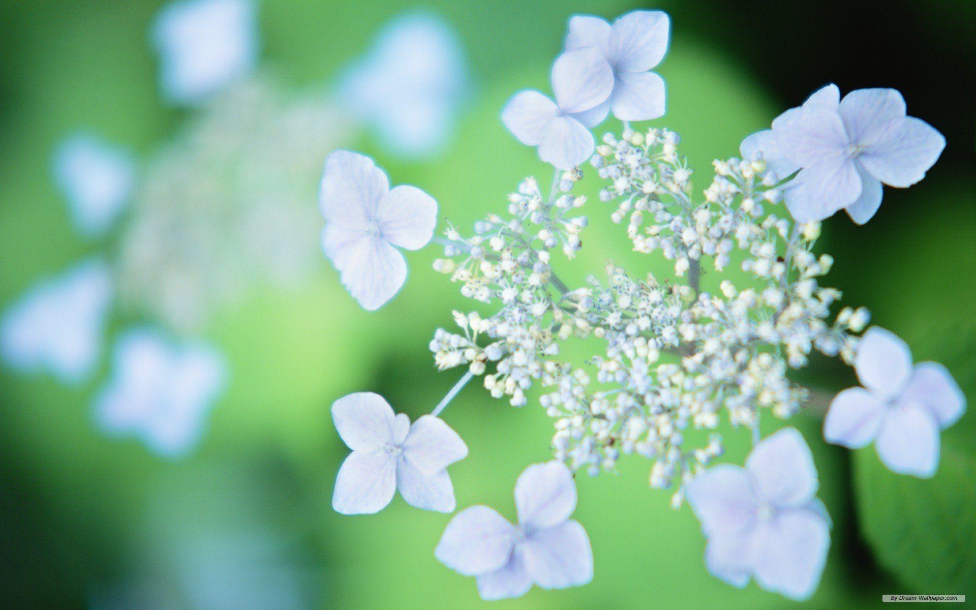 1920x1200 Amazing HD wallpaper of beautiful flowers