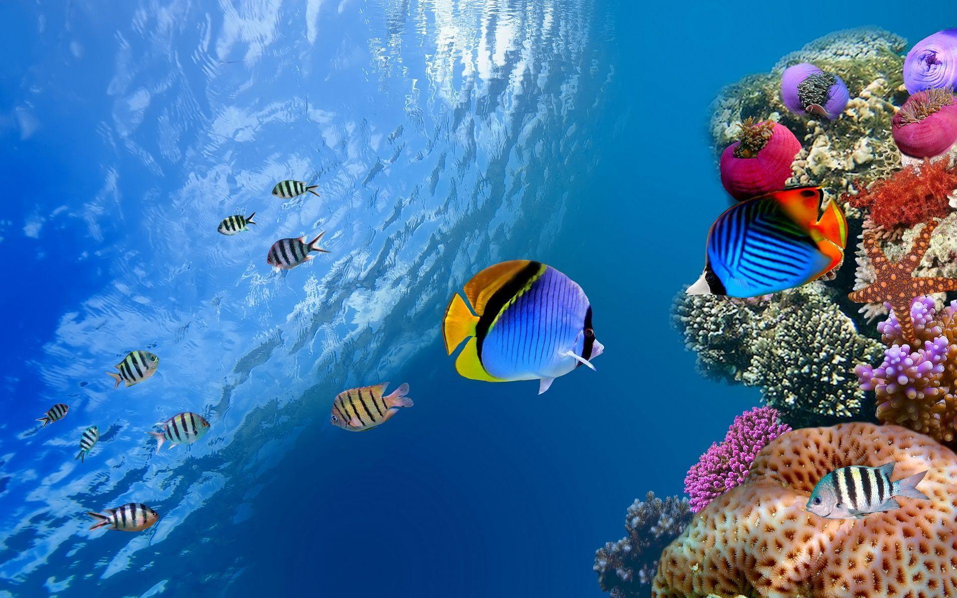 1920x1200 Fish corals underwater ocean tropical sea g wallpaper x. wallpaper
