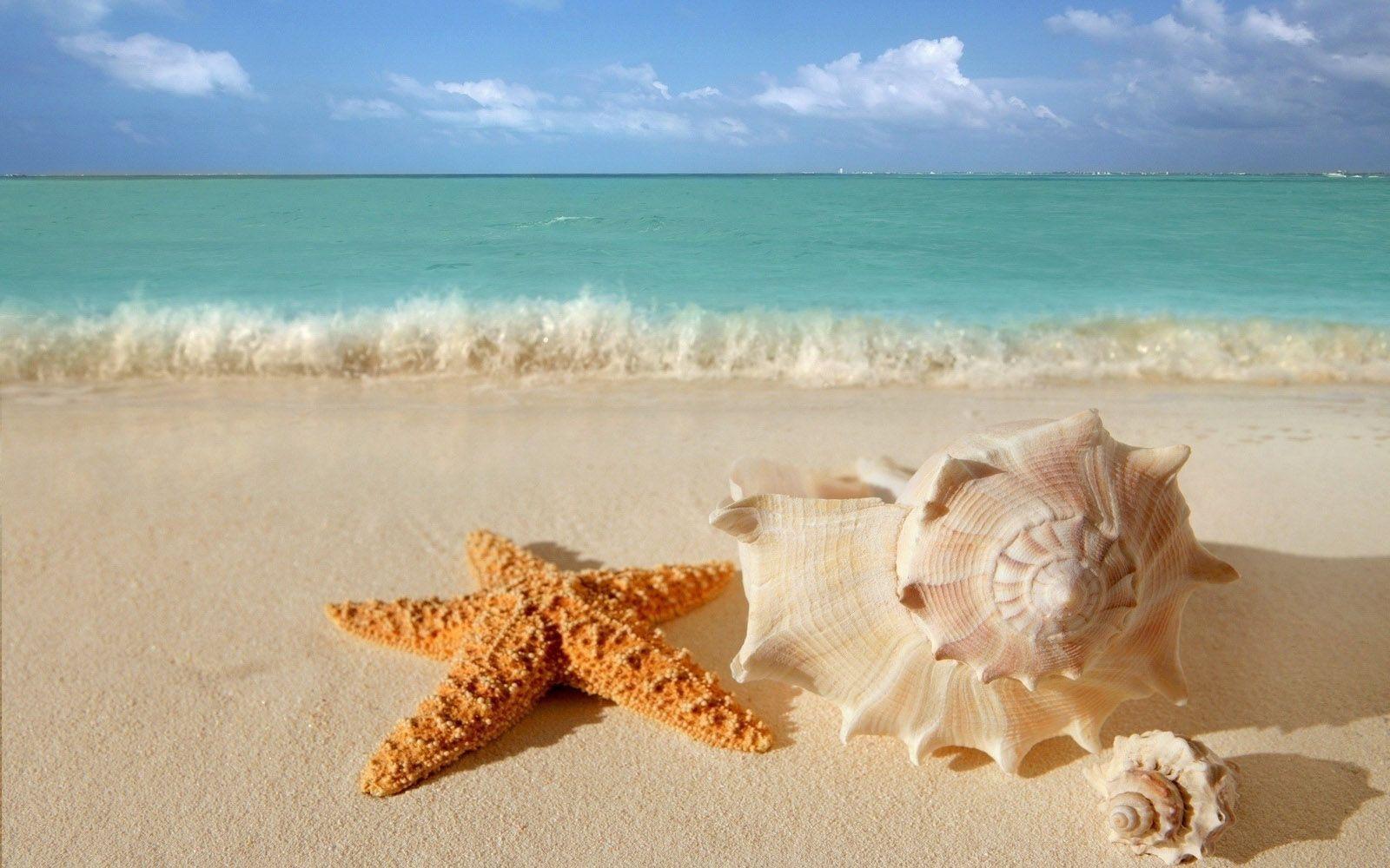 1600x1000 Sea and ocean, Sea shells, Beach