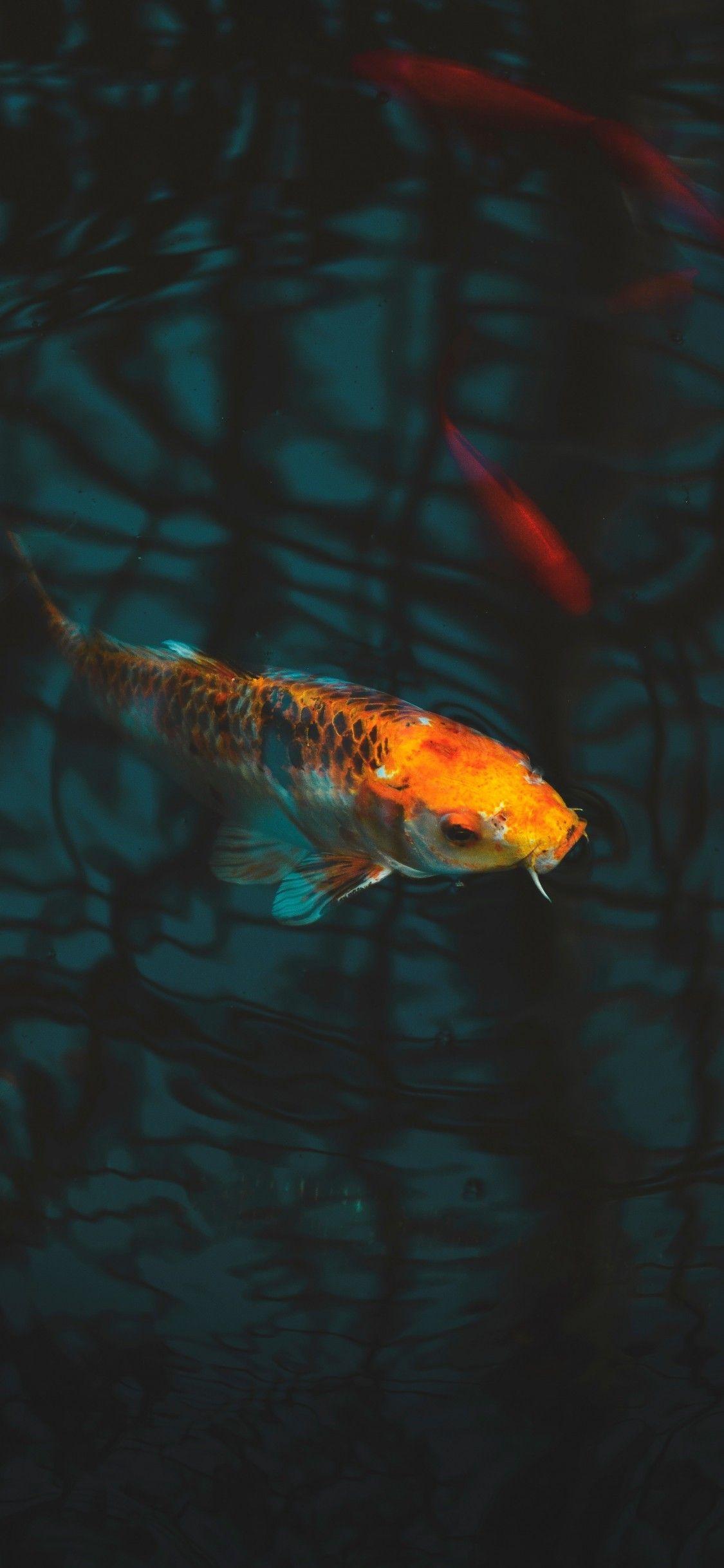 1125x2436 Download 1125x2436 Aquarium, Koi, Carp, Underwater