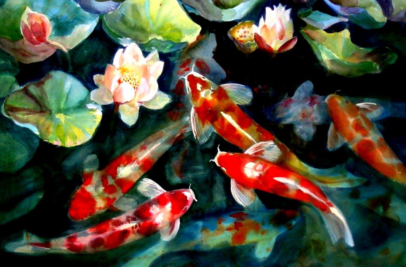 Live Koi Fish 4K Wallpapers - Top Free Live Koi Fish 4K Backgrounds ...