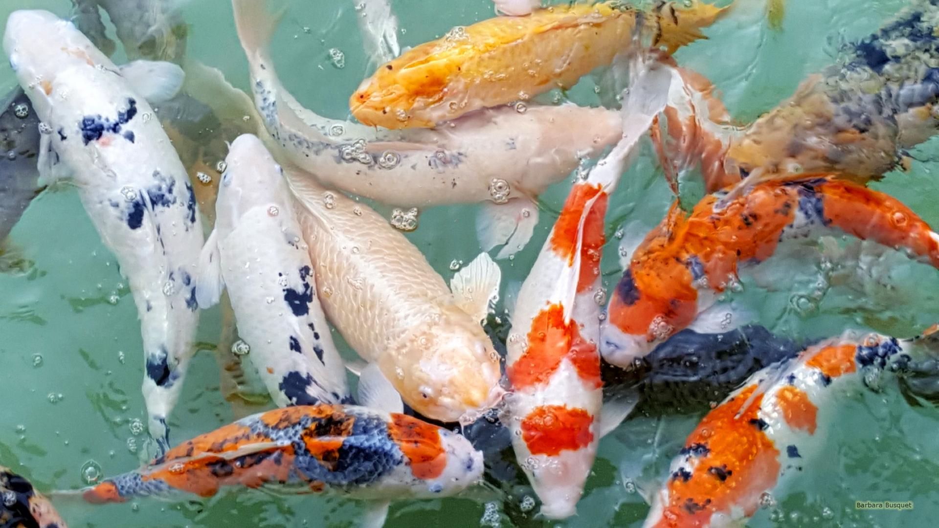 1920x1080 Koi Wallpaper 6 X 1440