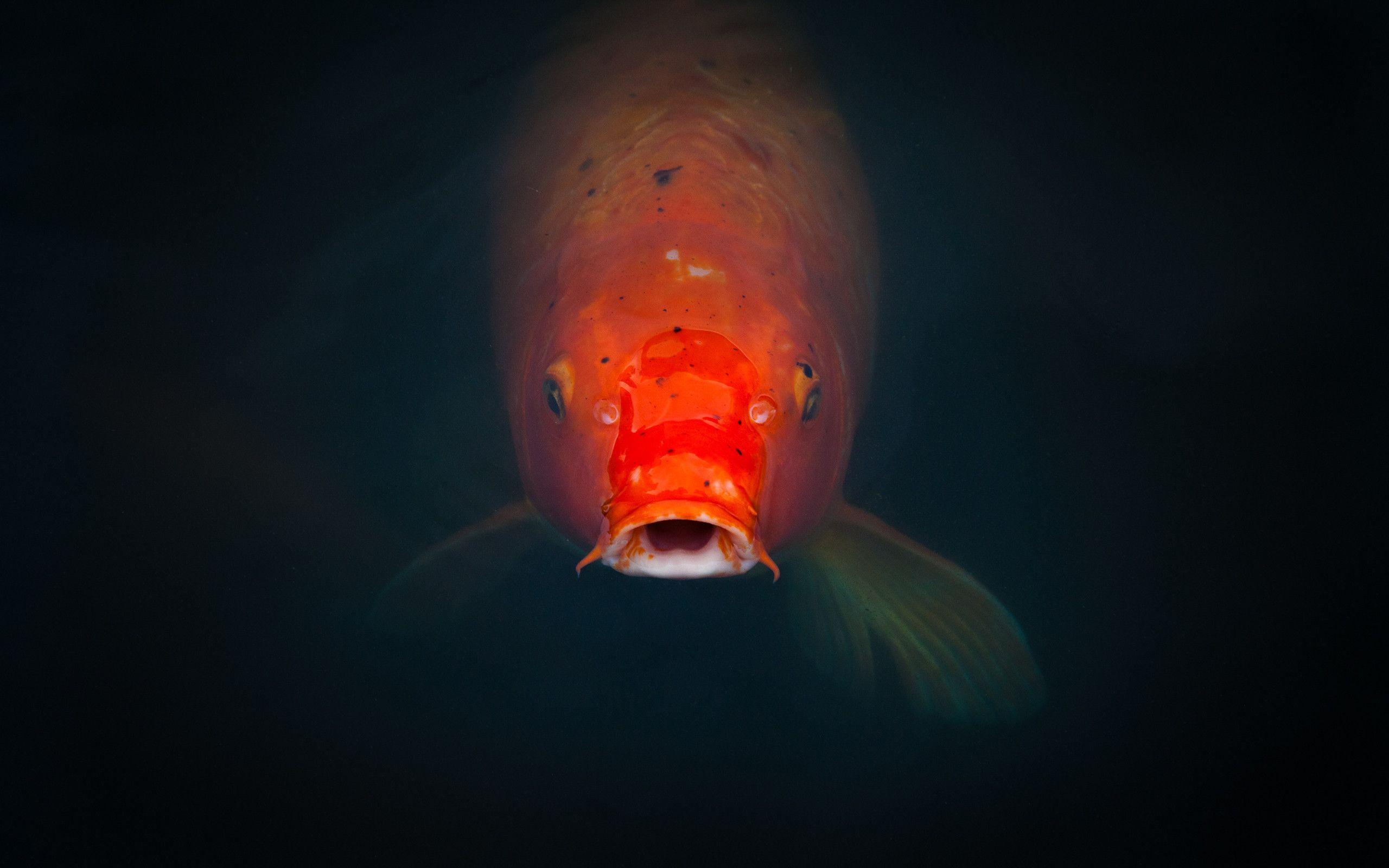 2560x1600 Koi Wallpaper O3X6L 0.18 Mb