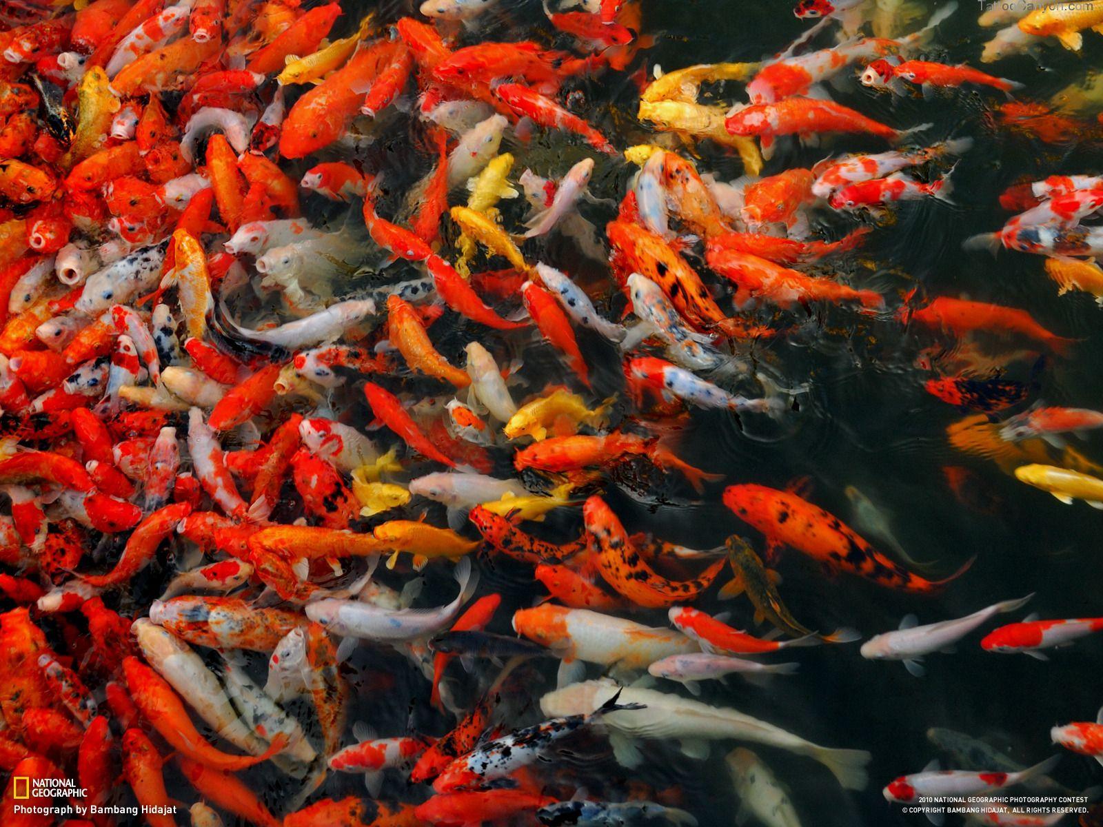 1600x1200 Koi Live Wallpaper for PC