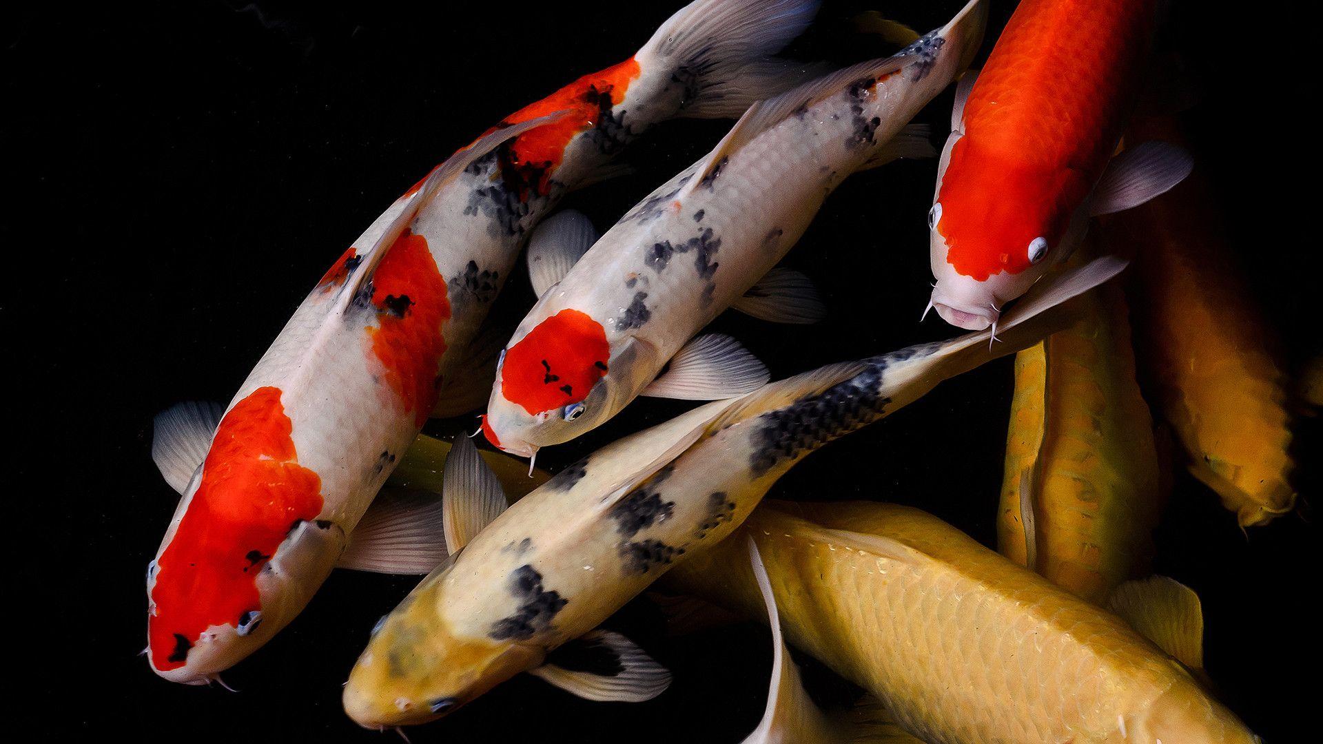 1920x1080 Koi Fish Wallpaper background picture