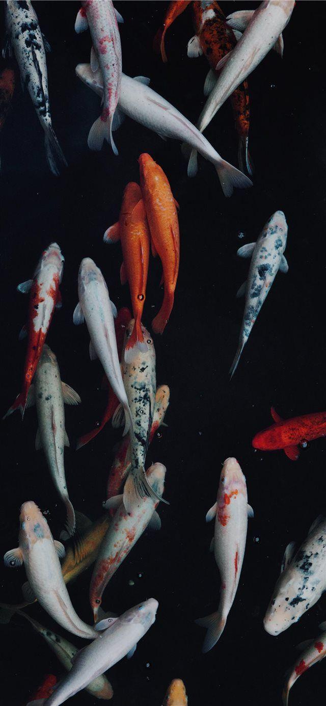 640x1385 white and orange koi fish iPhone X Wallpaper Free Download