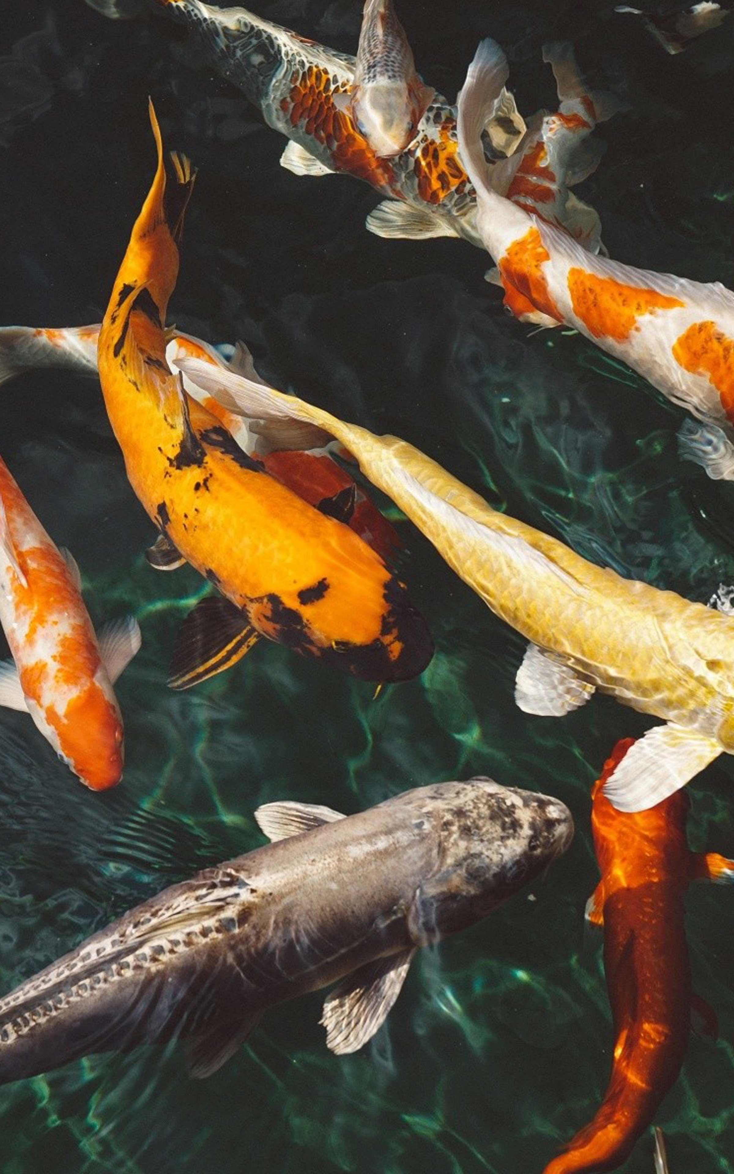 2400x3840 Koi Wallpaper Free Koi Wallpaper for Android